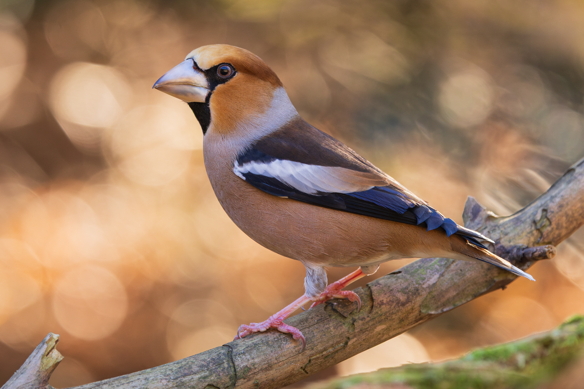 Appelvinken behoren tot mijn favoriete vogels. Vooral het mannetje met zijn oranje tinten.