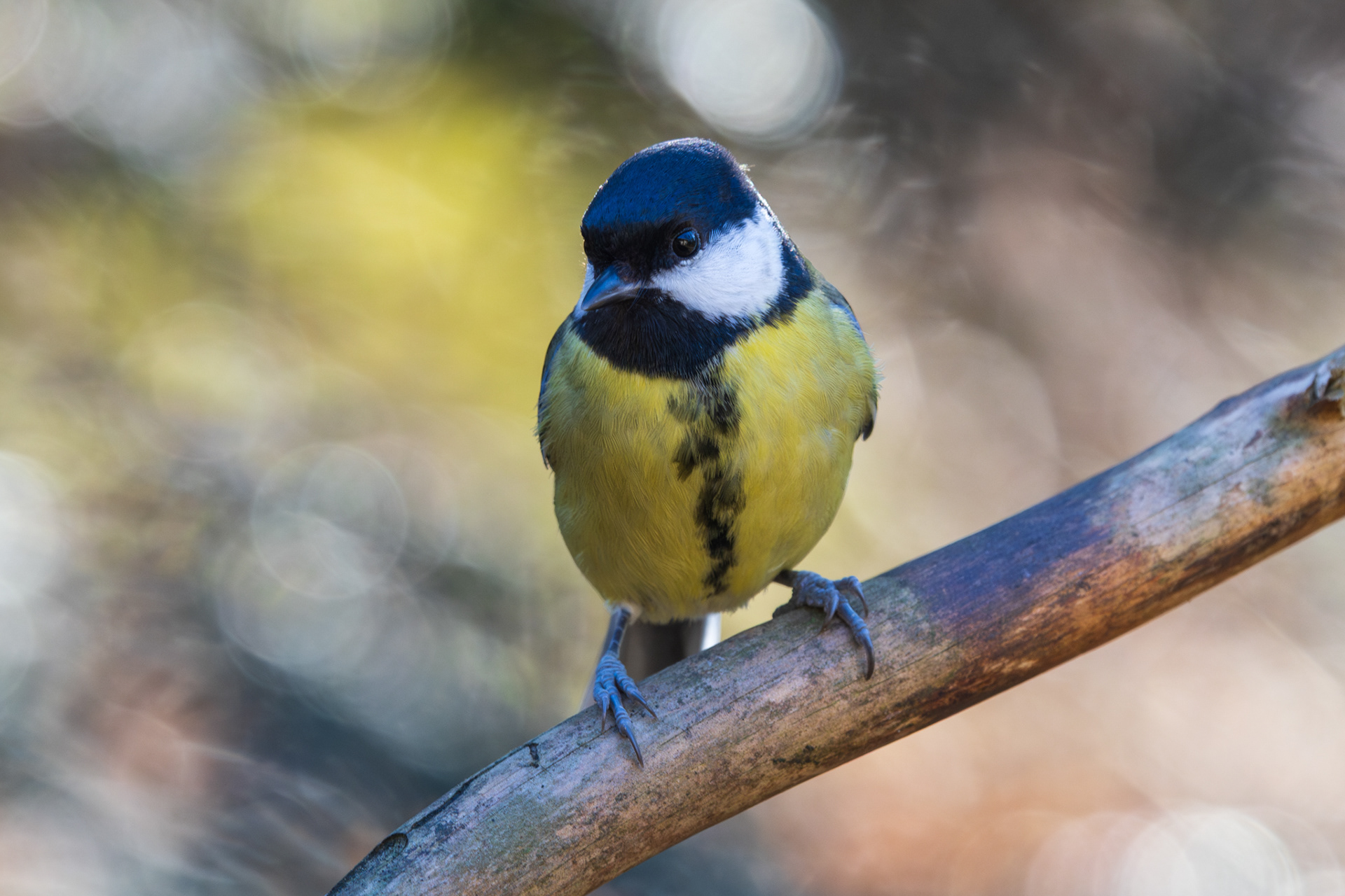Koolmees met zwarte kop, witte wangen en gele buik op een dikke tak, kleurrijke bokeh-achtergrond