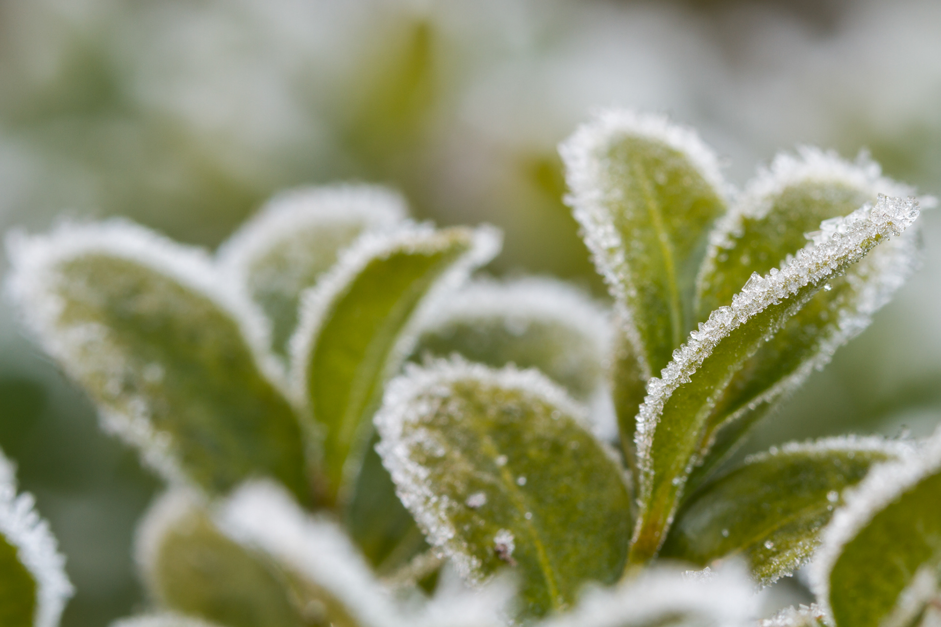 Rijp maakt echt alles bijzonder. Zelfs een simpele plant in de tuin.
