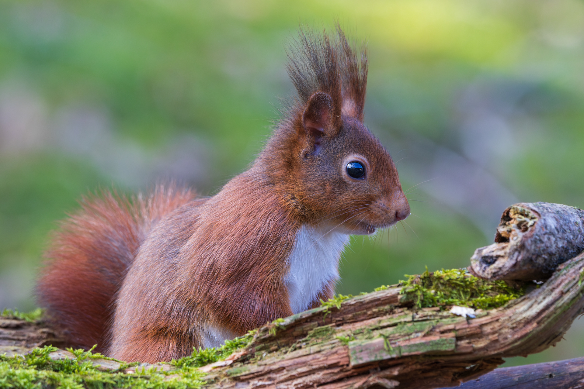 Rode eekhoorn met puntoren zit op een met mos begroeid boomstam en kijkt nieuwsgierig opzij