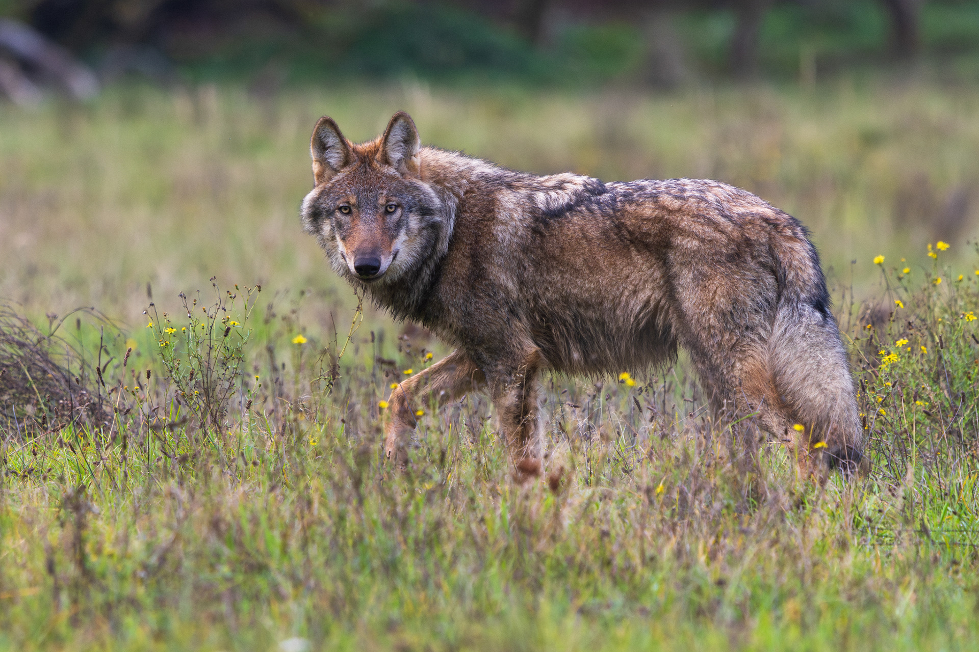 Wolf loopt waakzaam door een grasveld met gele bloemen en kijkt recht in de lens