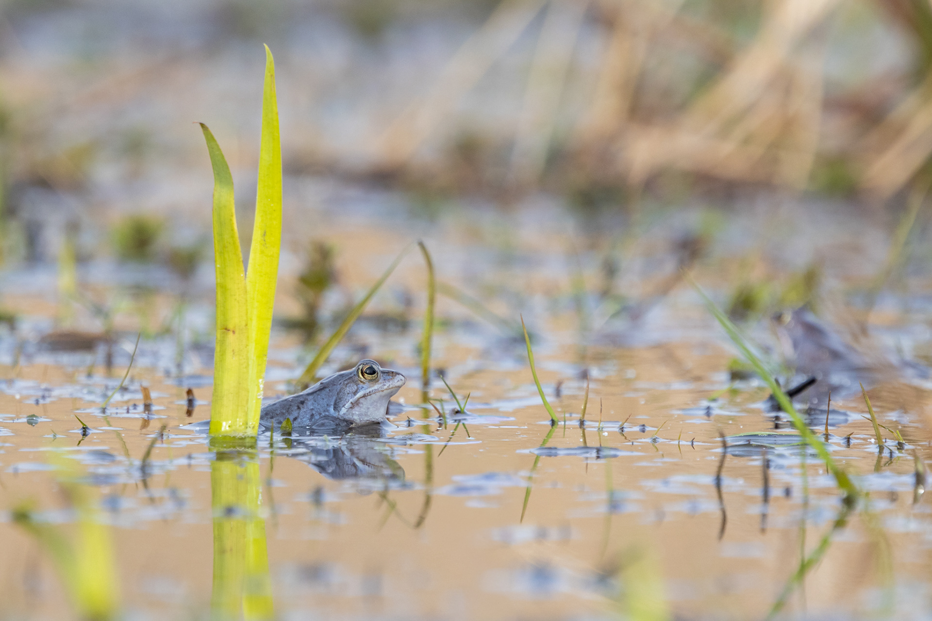Een vennetje met blauwe heikikkers