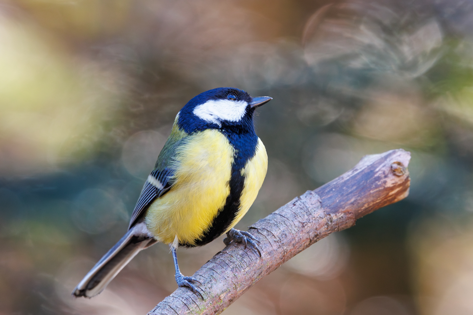 Koolmees van opzij op een afgebroken tak, felgeel borststuk en zwarte tekening zichtbaar, kleurrijke herfstachtergrond