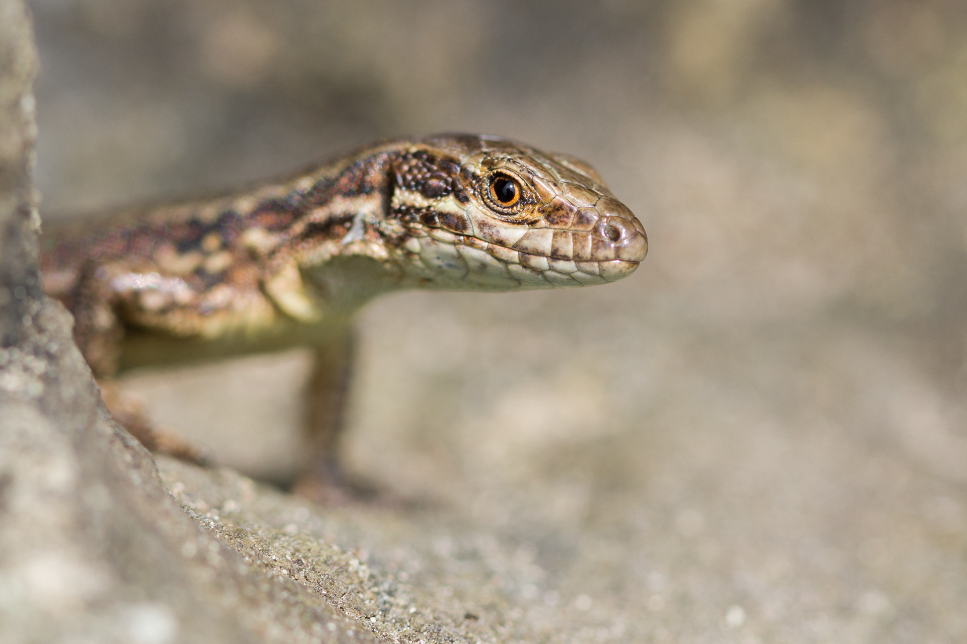Een muurhagedis op de uitkijk.