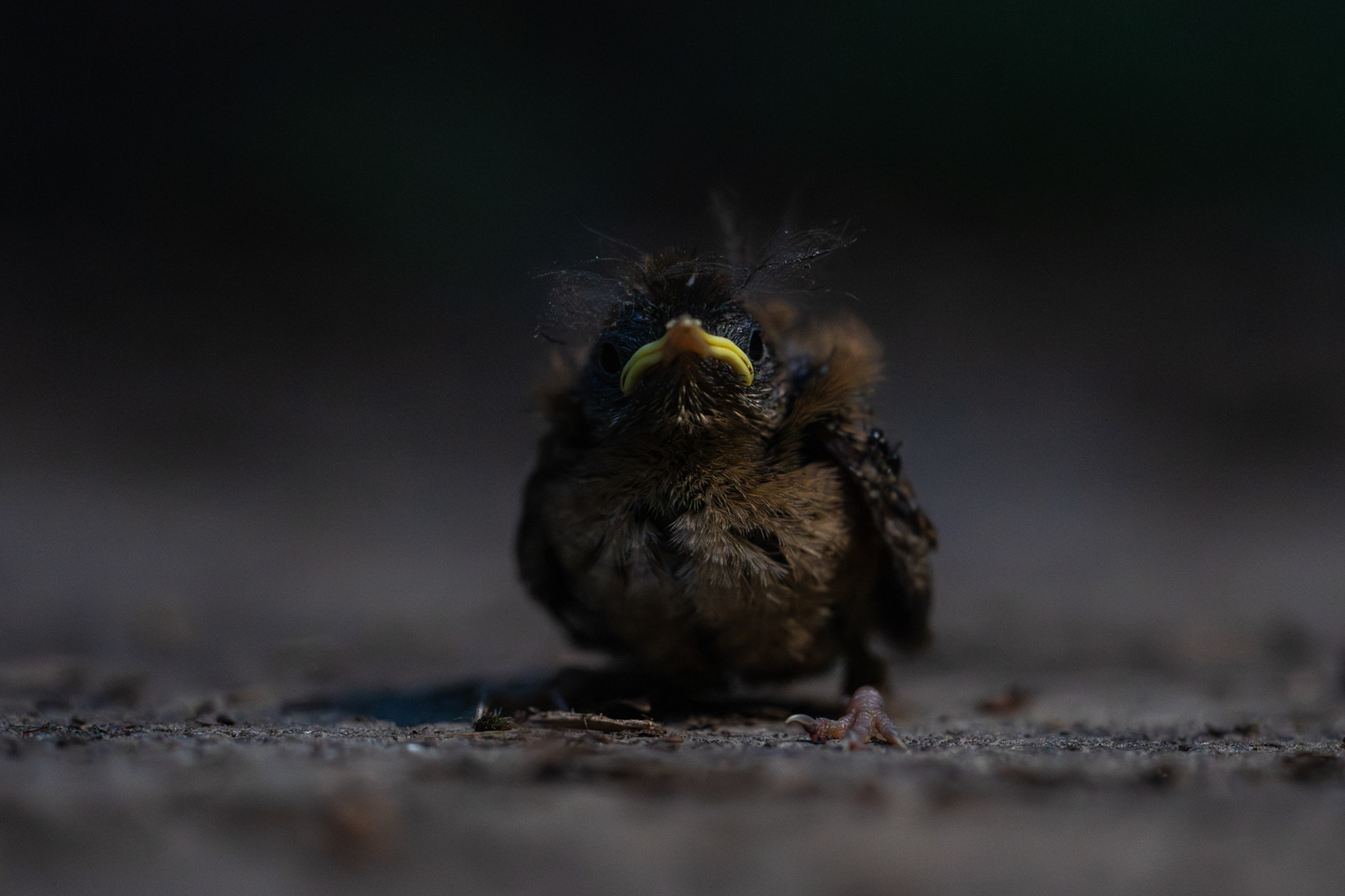 Dit jonge vogeltje was waarschijnlijk uit een nest gevallen en liep in een donkere laan op zoek naar zijn ouders.