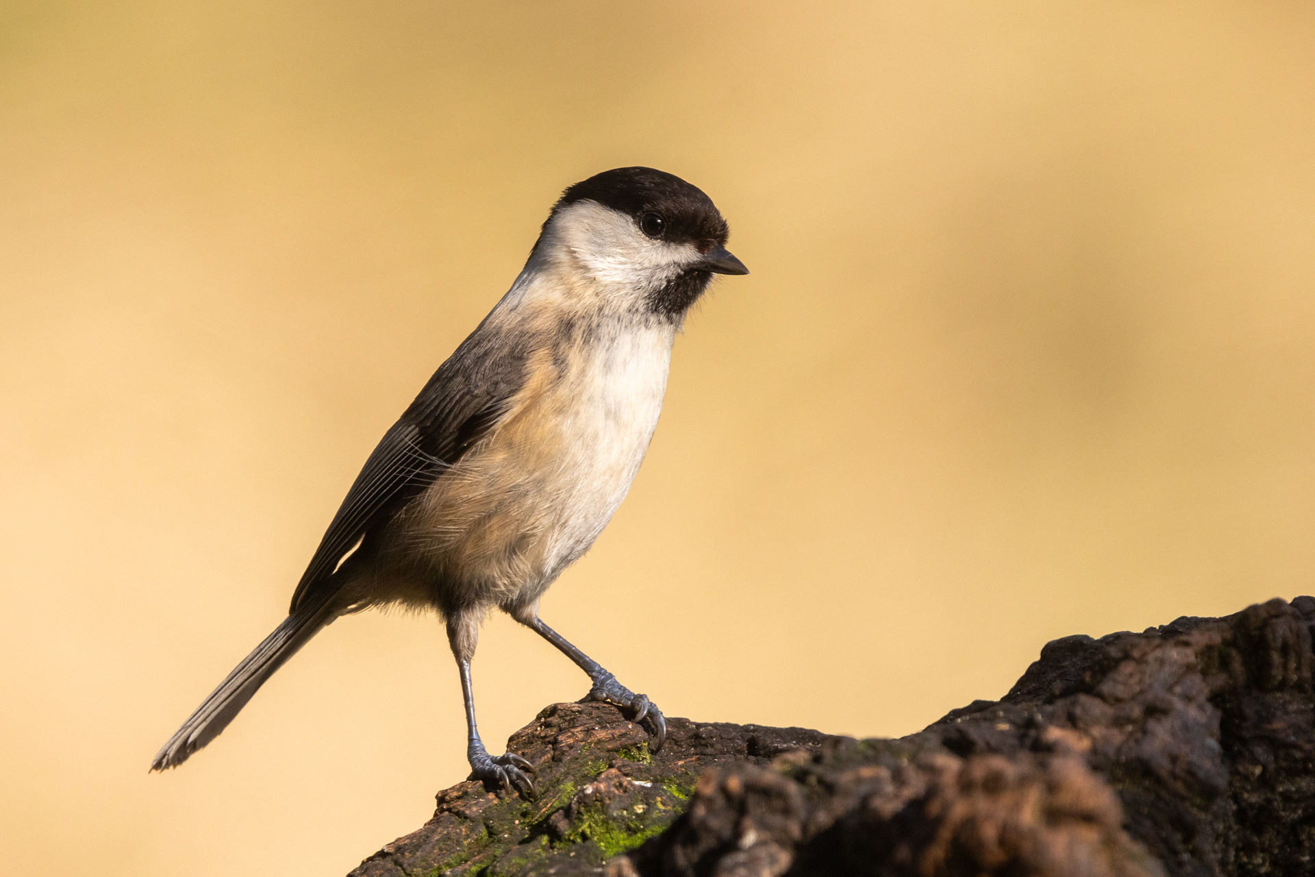 De kleinere bosvogels waren continu actief en boden volop kansen voor kleurrijke portretjes. zoals deze zwarte mees, die ik nog nooit goed had gefotografeerd.