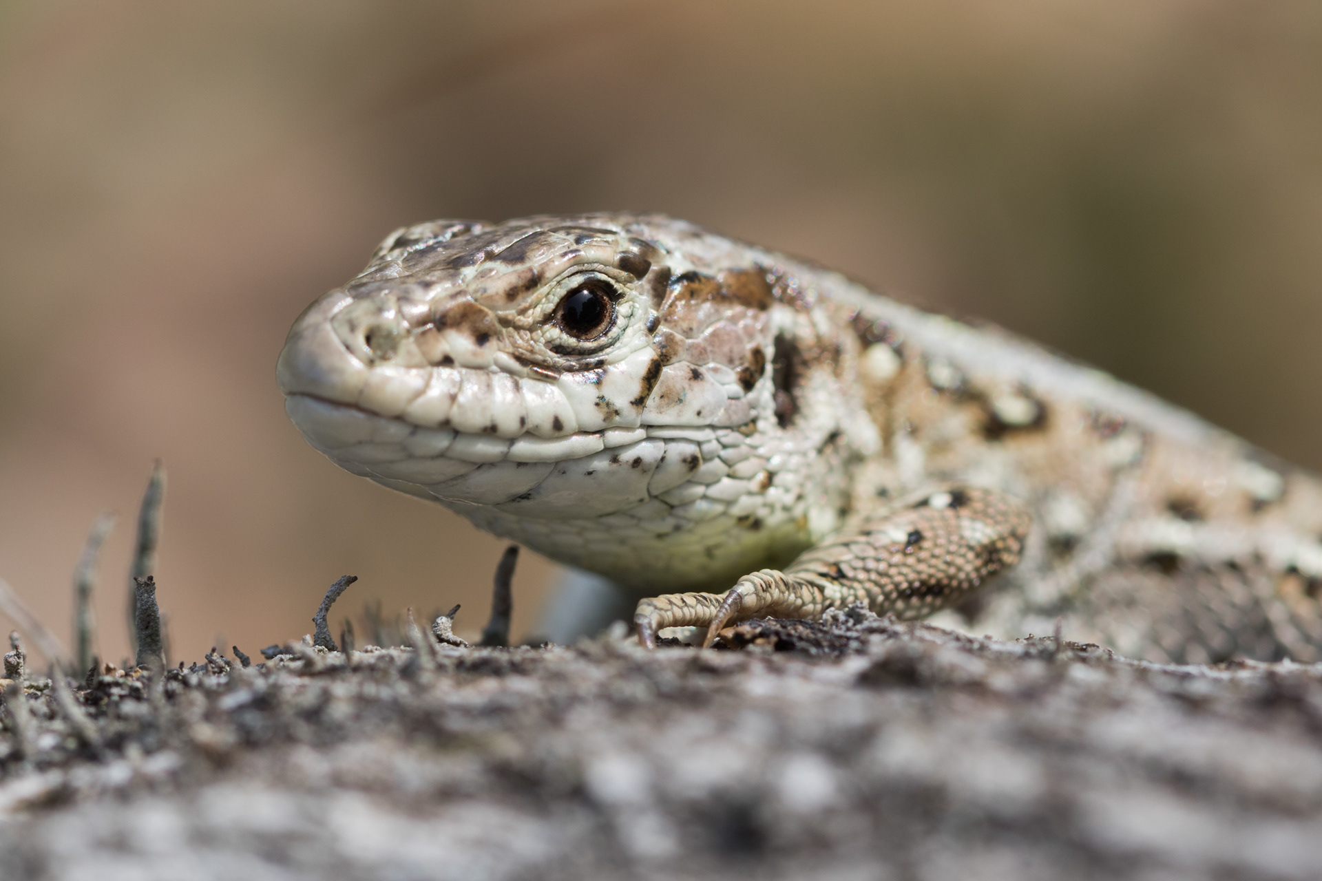 Vrouwelijke zandhagedissen zijn erg schuw. Hoe mooi is het dan als ze uiteindelijk aan je wennen en je alle kans geven om mooie foto's te maken.