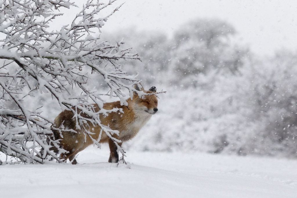 Na een paar uur in de sneeuw gelopen te hebben kwam ik een vos tegen op een mooie plek.
