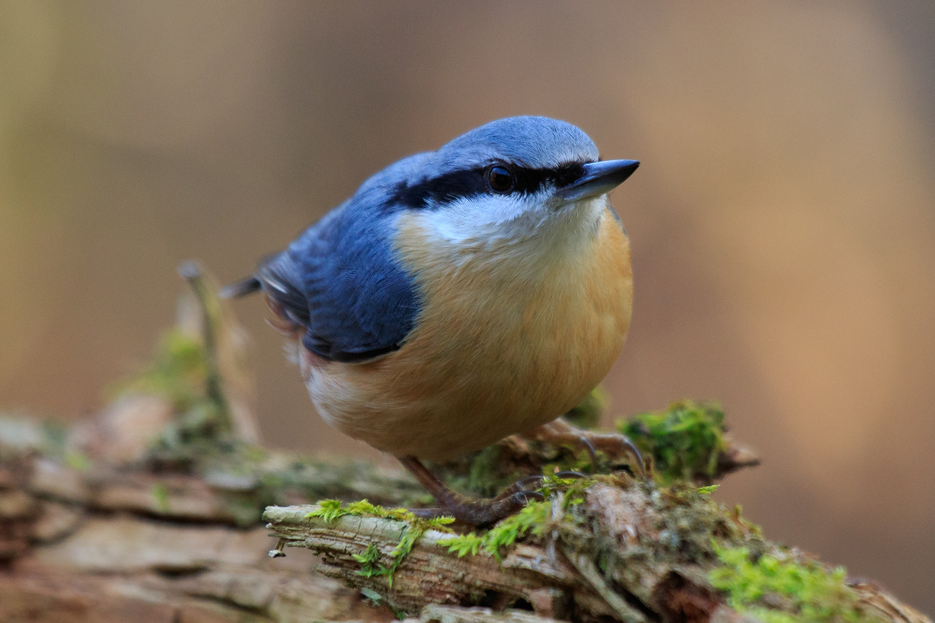 Boomklever met blauwgrijze rug en oranje flanken op een met mos begroeid stuk schors, warme bruine achtergrond