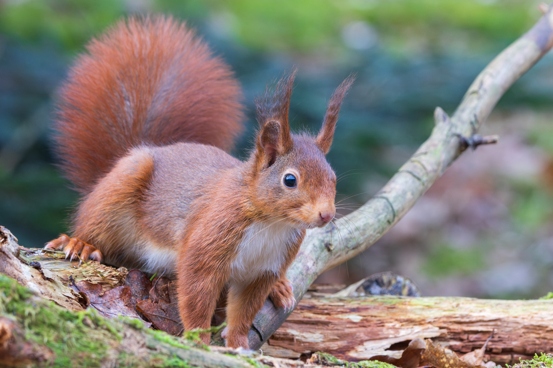Rode eekhoorn kijkt nieuwsgierig in de camera terwijl het op een boomstam in het bos zit