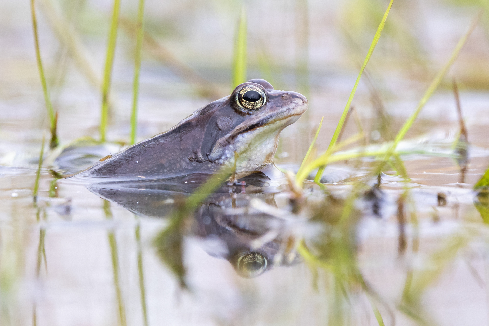 Vrouwelijke heikikker met reflectie