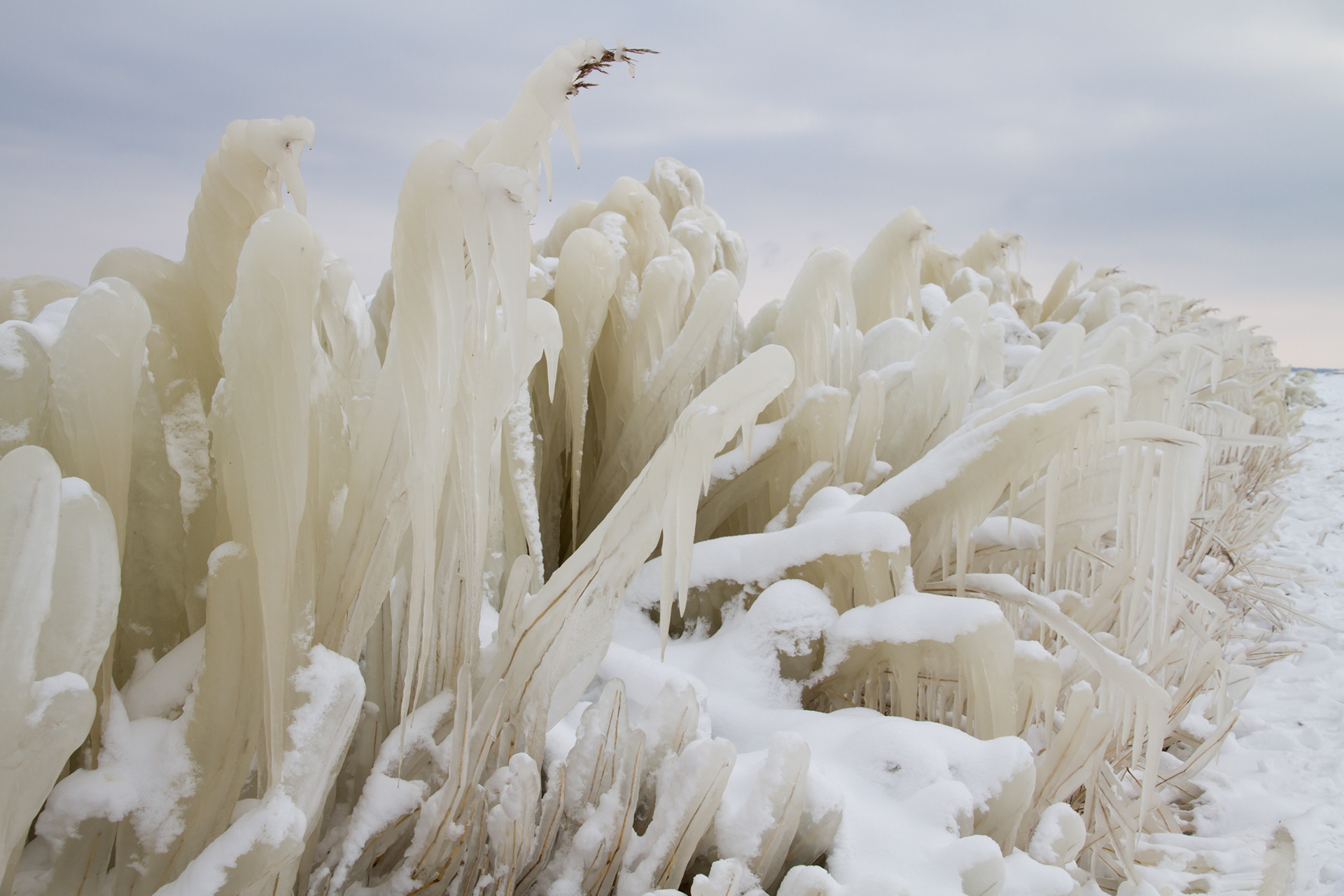Als het hard vriest en hard waait bevriest het water op het riet. Dat levert bijzondere creaties op, zoals hier langs de dijk Enkhuizen - Lelystad.