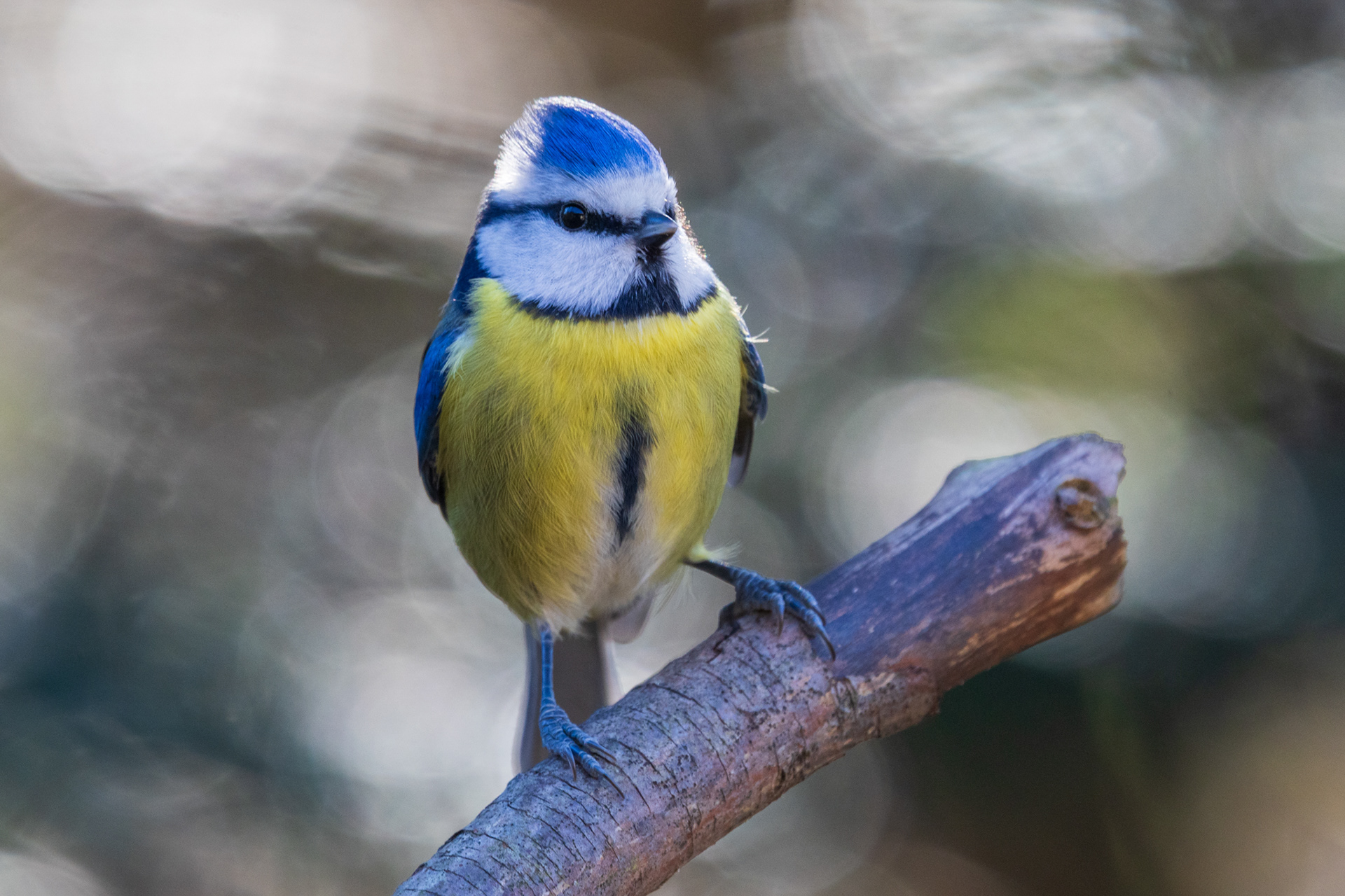 Pimpelmees met felblauwe kop en gele buik zittend op een tak, van voren gefotografeerd met zachte bokeh-achtergrond
