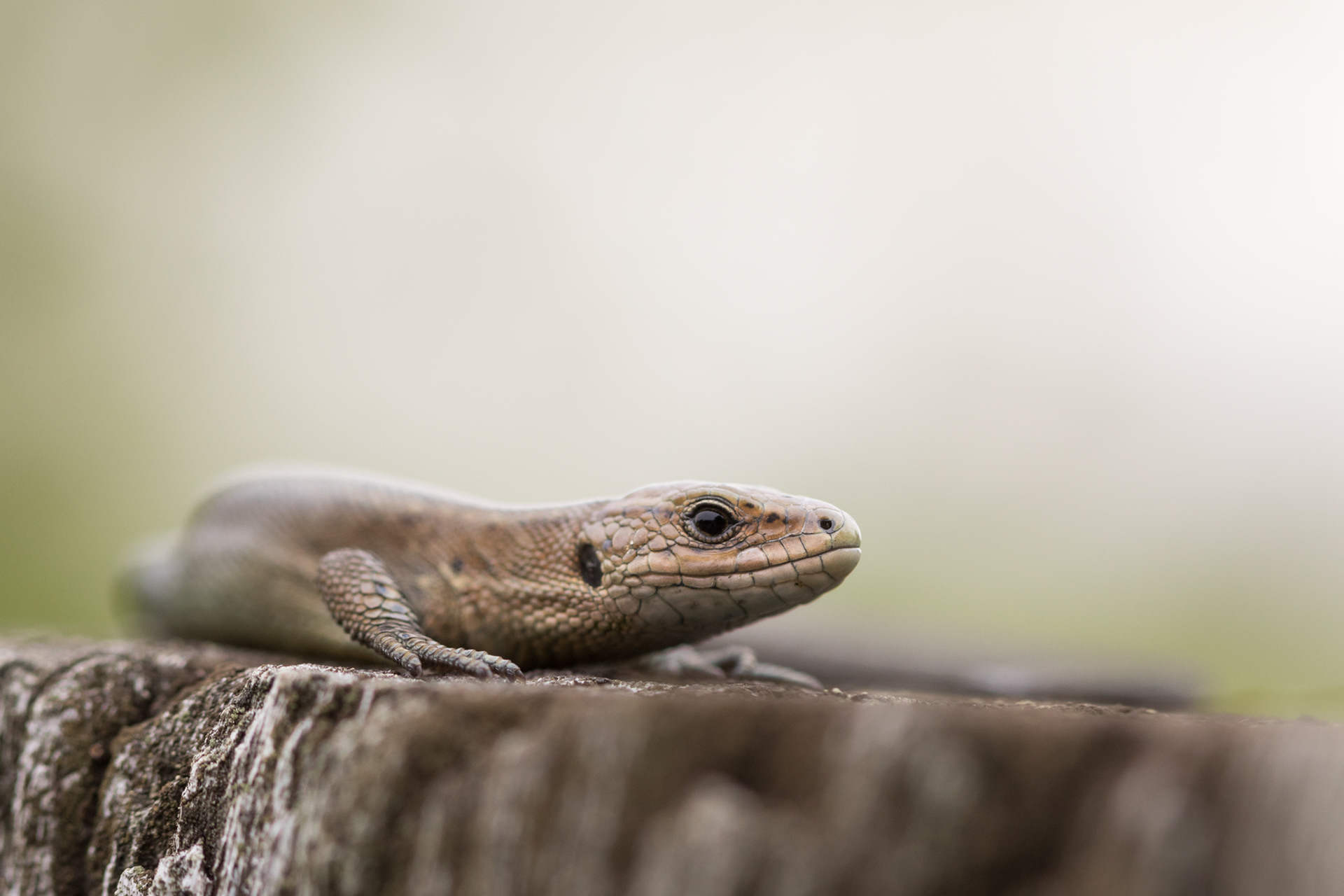 Deze levendbarende hagedis zat op een paaltje zich op te warmen.