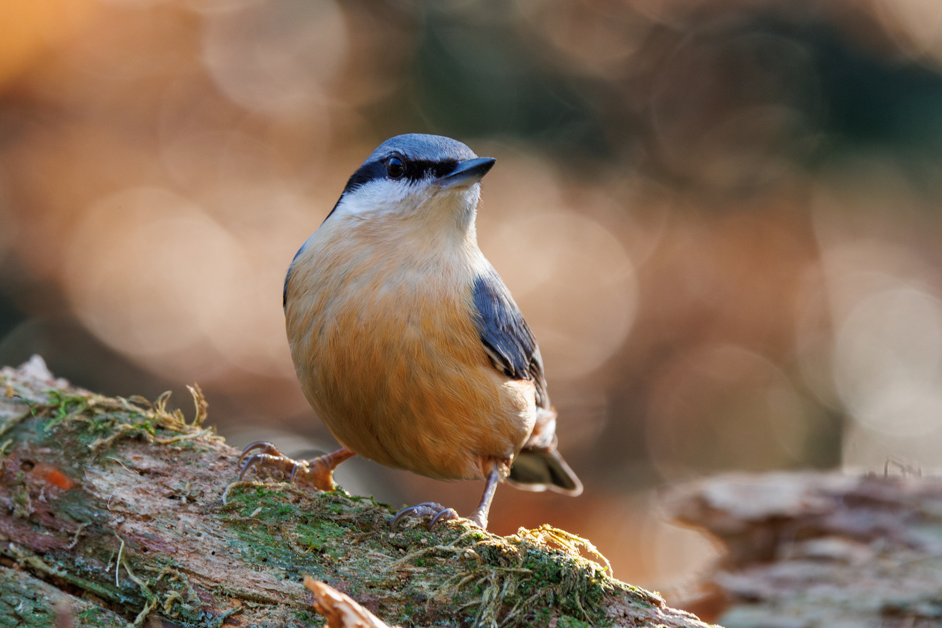 Boomklevers zijn schuw, maar als ze de plek eenmaal vertrouwen, zeker ook brutaal.