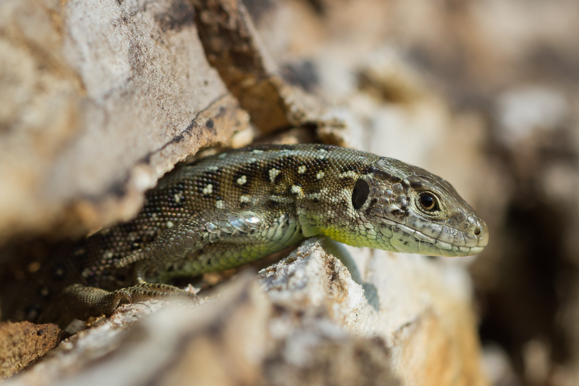 Een jonge zandhagedis komt uit een dode boomstam.