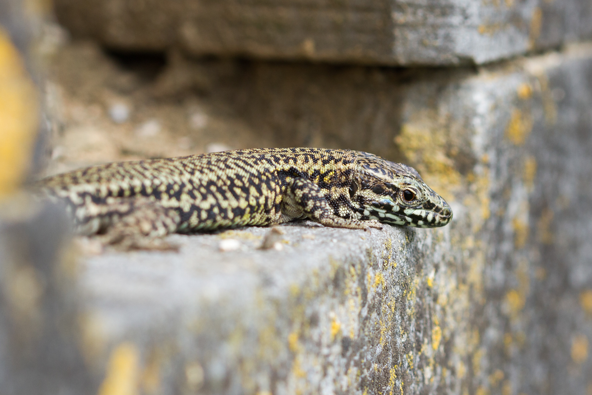 Deze muurhagedis leeft in een fort.