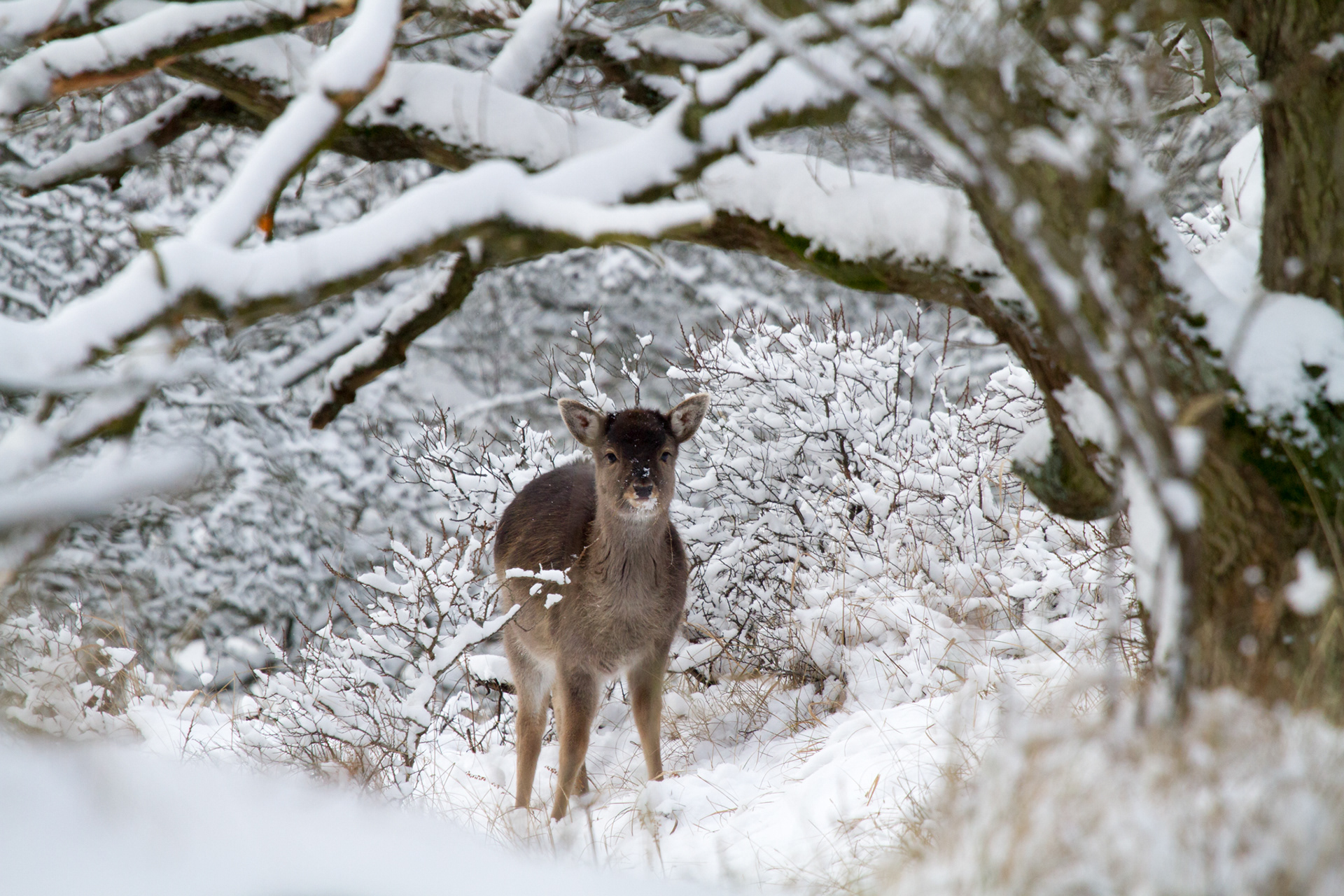 Dit hert in de Amsterdamse Waterleidingduinen keek naar die rare man in de sneeuw.