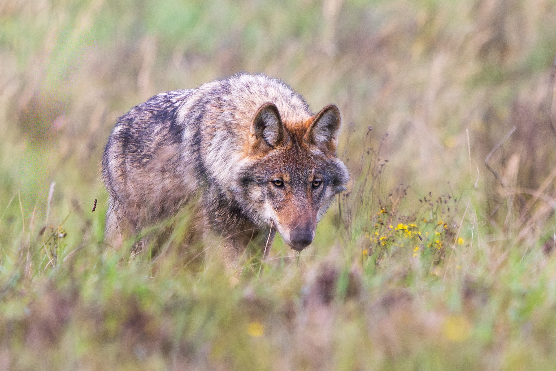 Wolf loopt recht op de camera af met lage houding en doordringende blik, close-up portret