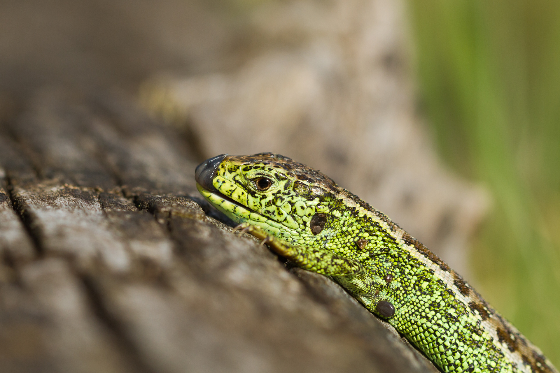 Zandhagedis tijdens de paartijd.