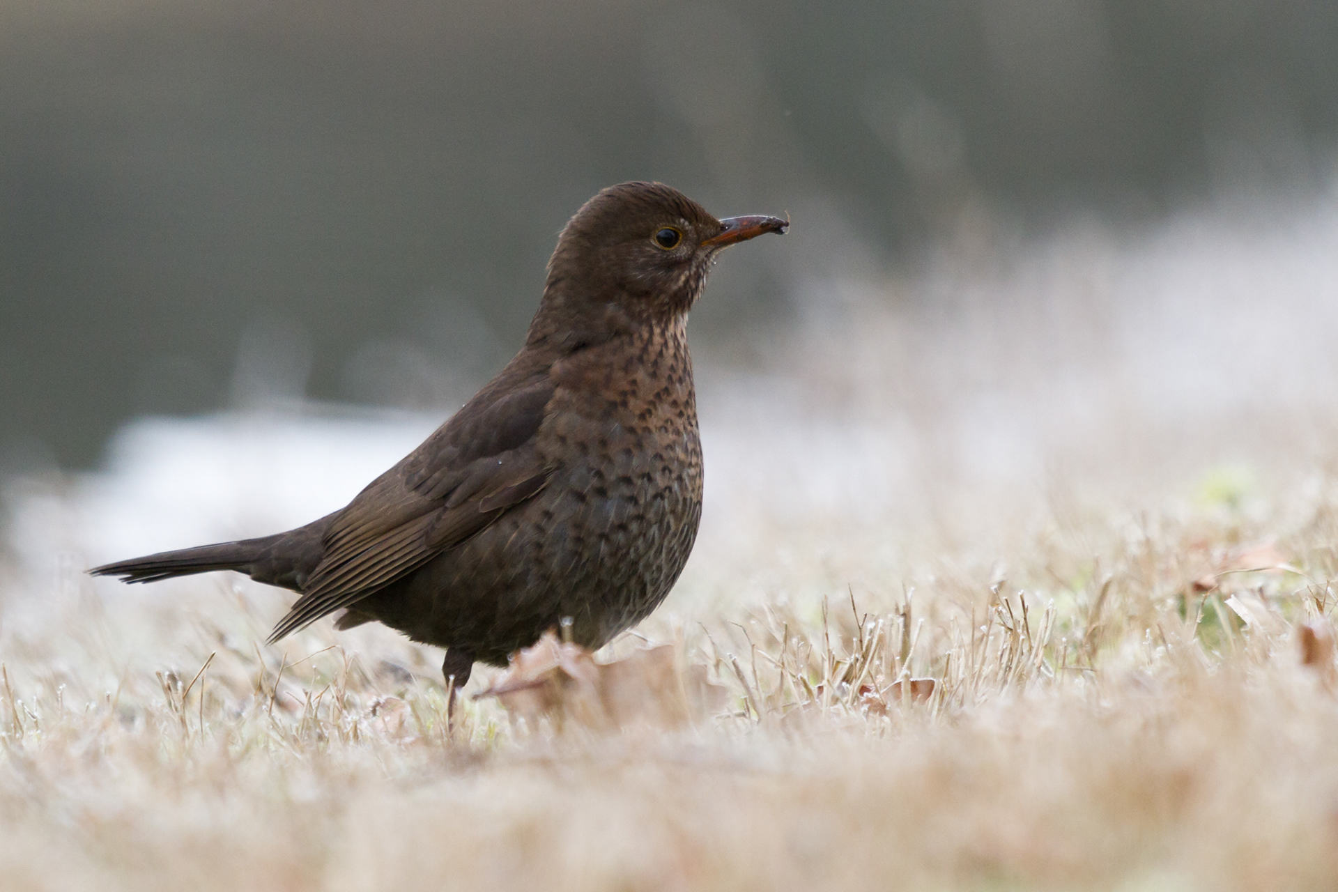 Een zanglijster in de besneeuwde duinen.