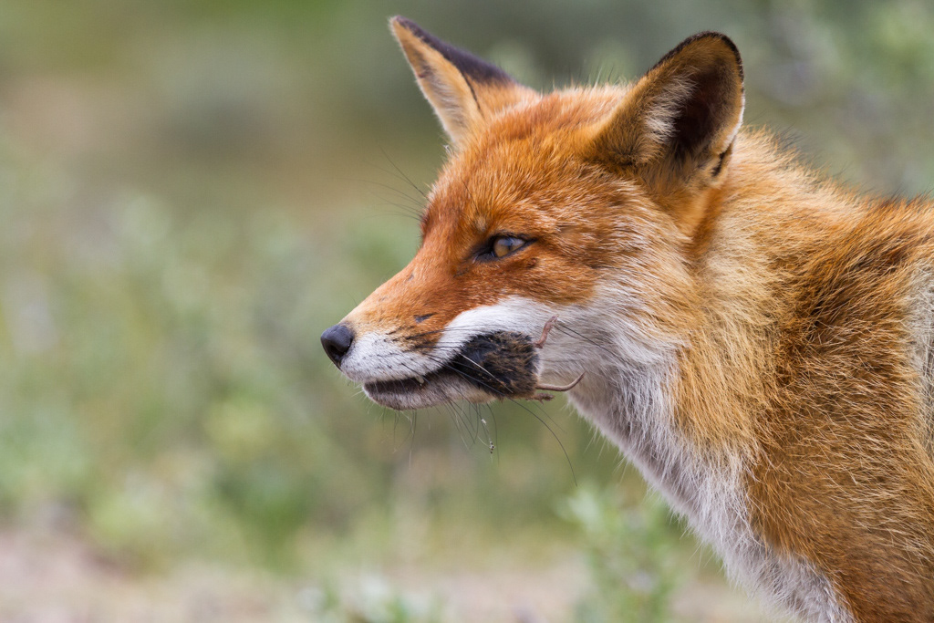 Deze vos had een mol gevangen.