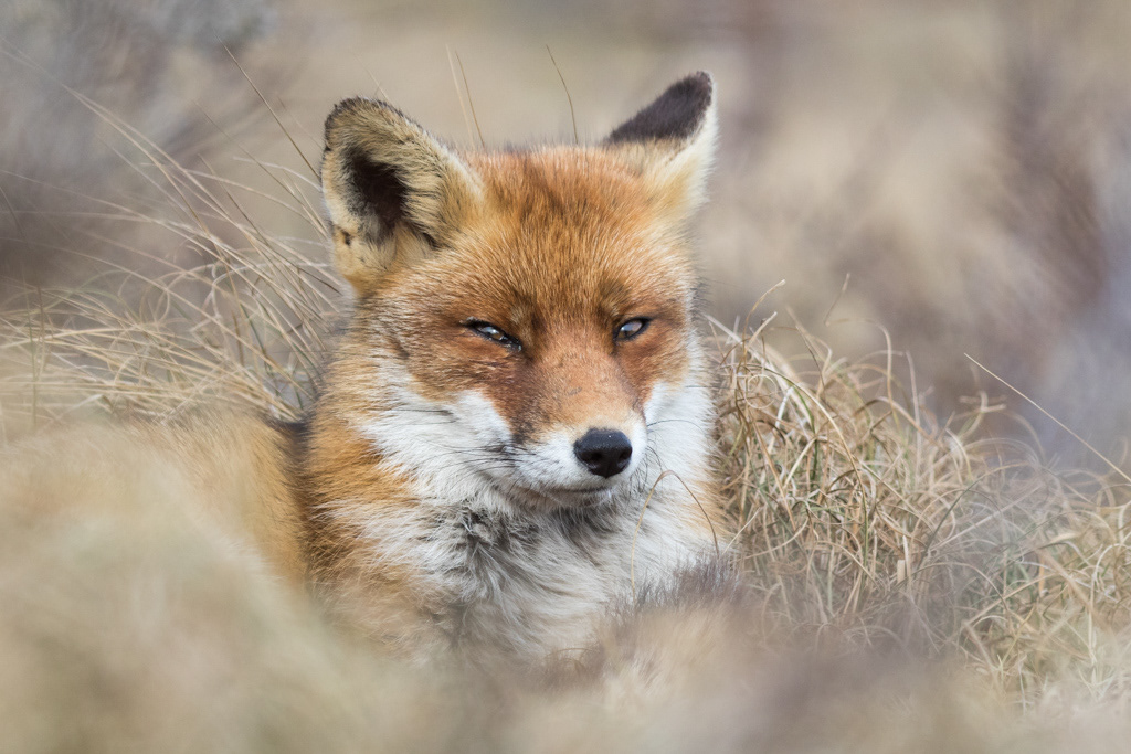 De struiken in het duin zorgen voor een mooie omlijsting voor dit vossen portret.