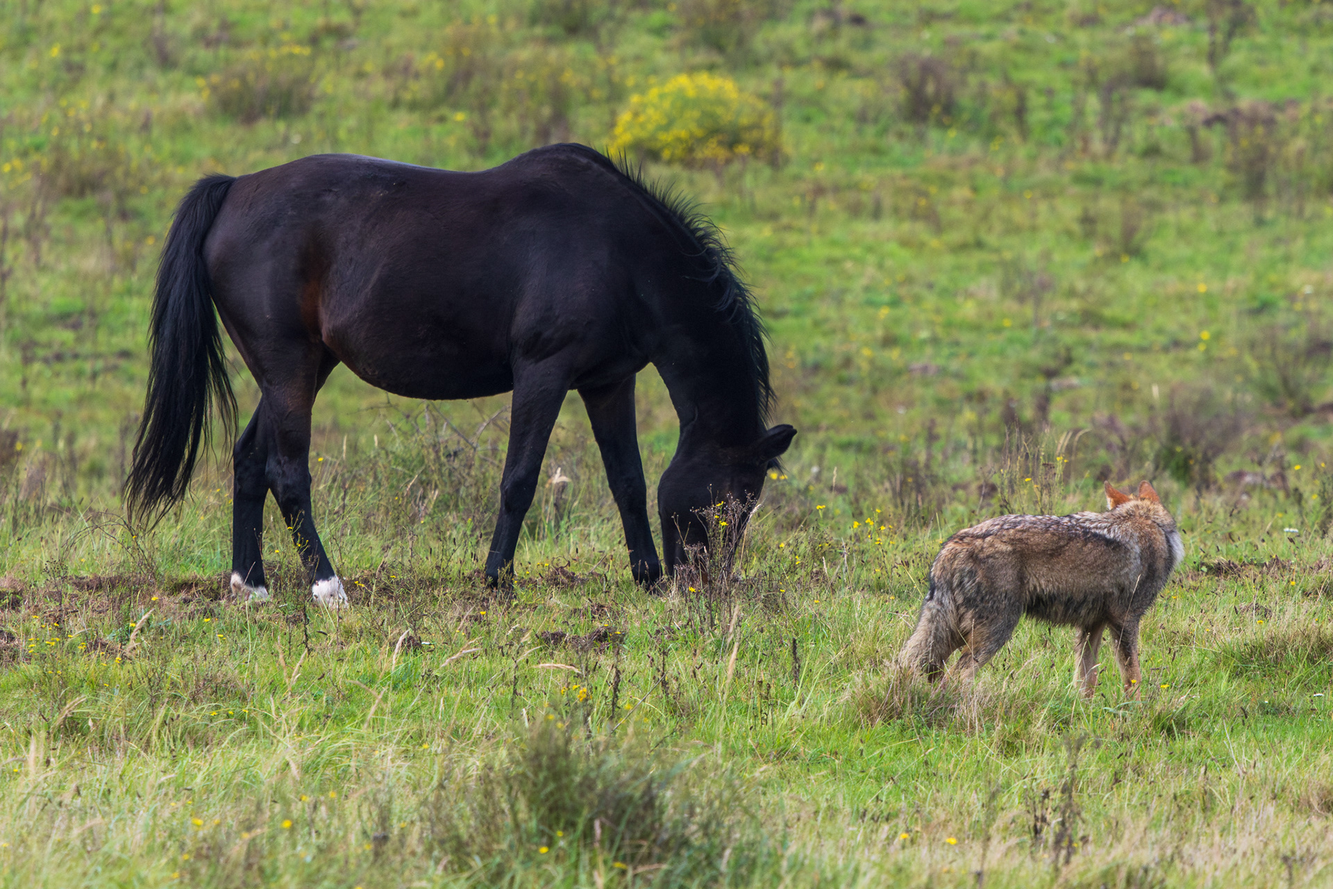 Wolf en zwart paard grazen zij aan zij in een groen weiland, een bijzondere ontmoeting