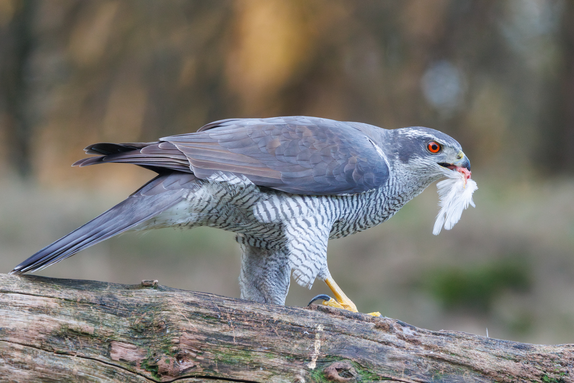 Hoe gaaf is het als een havik op een paar meter afstand een duif gaat plukken en op eet!