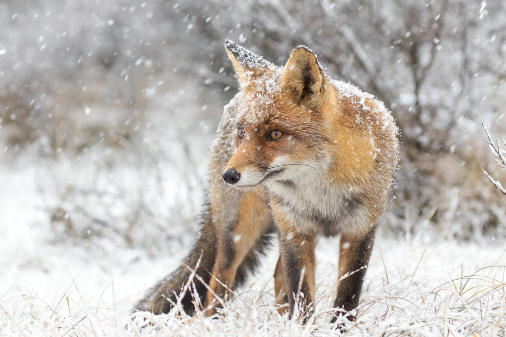 Deze vos liep rond tijdens een sneeuwbui