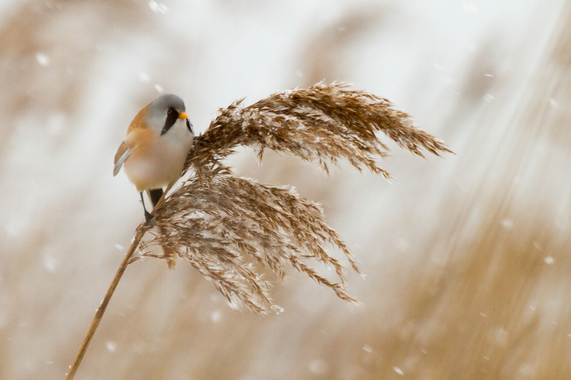Een baardmannetje in de Oudorperpolder tijdens een sneeuwbui.