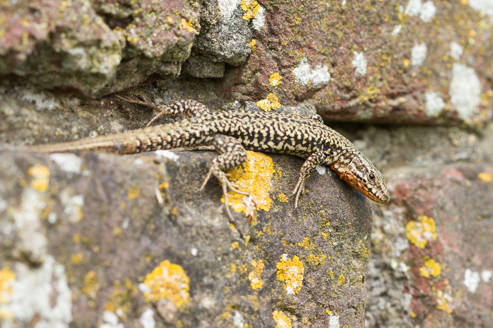 De camouflage van een muurhagedis werkt echt goed, zoals op deze foto te zien is.