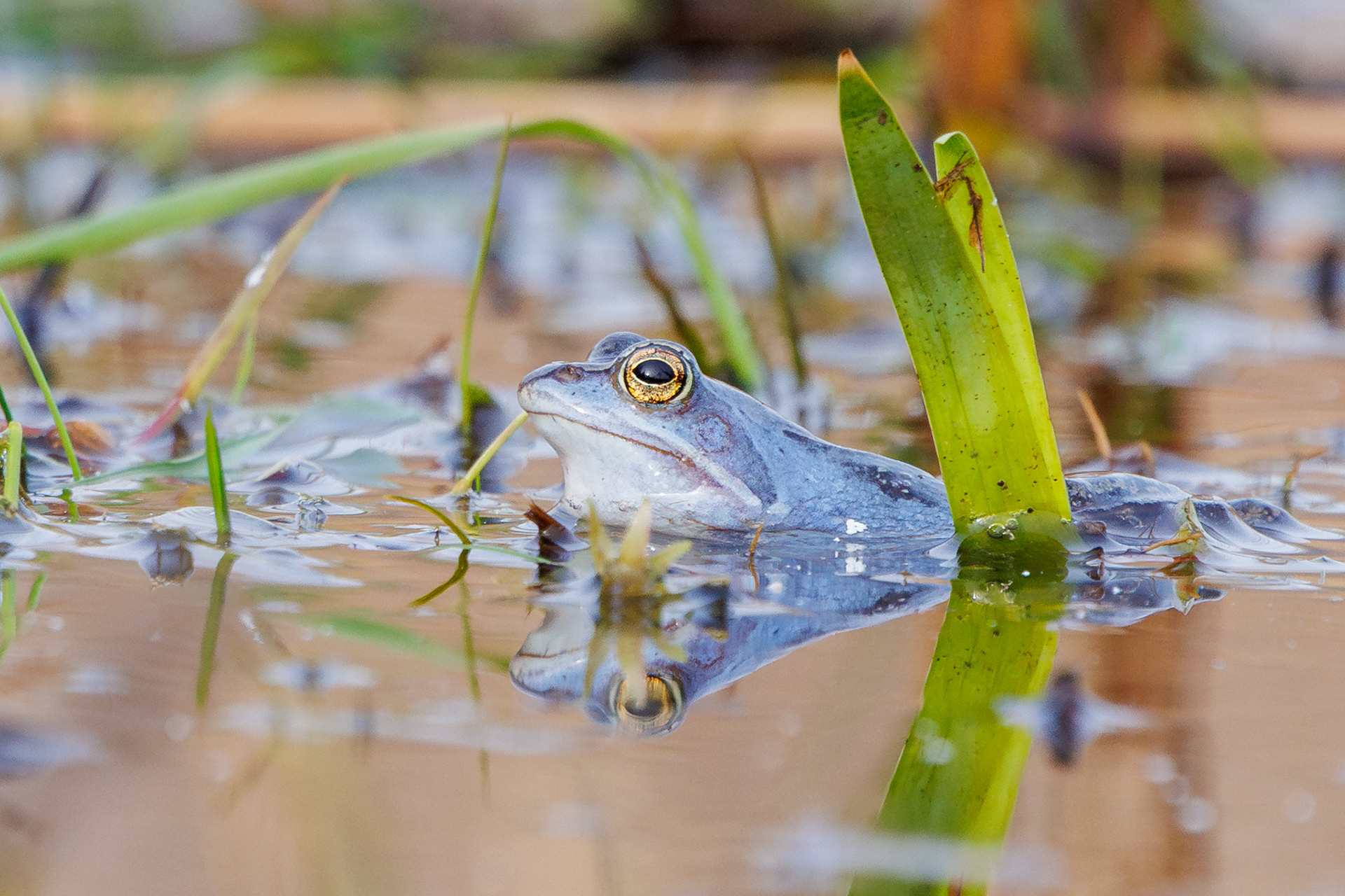 Blauwe heikikker met reflectie in het water