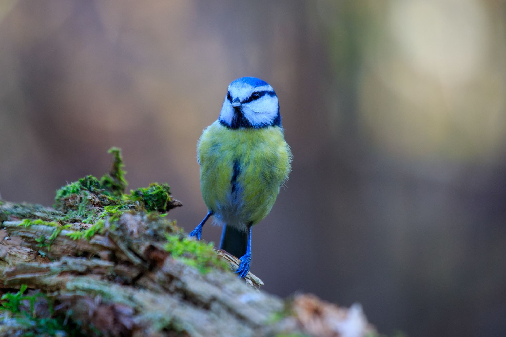 Pimpelmees op een met mos begroeid stuk dood hout, van voren gefotografeerd met wazige bosachtergrond