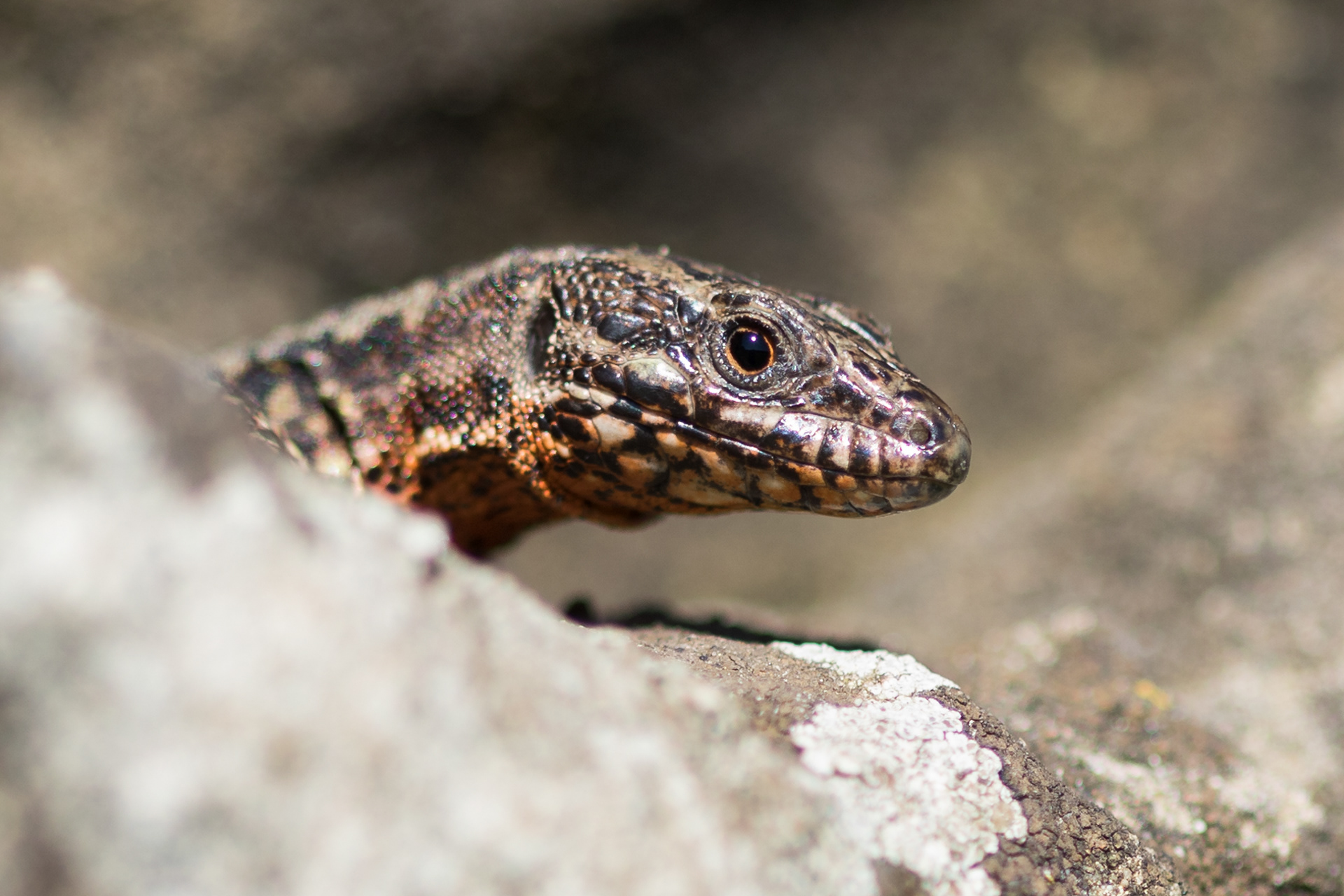 Muurhagedissen hebben allemaal een uniek gekleurd patroon op hun buik.