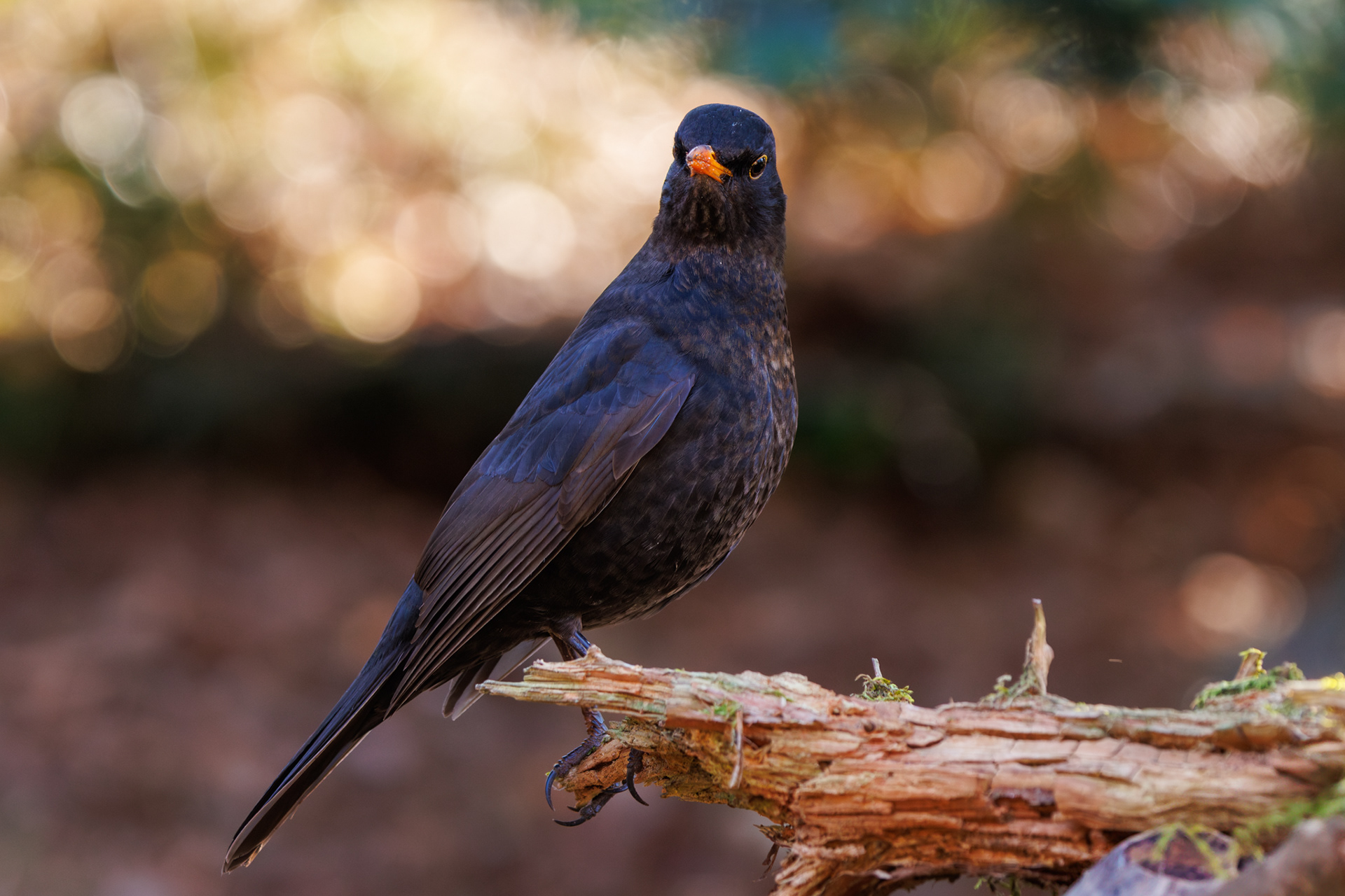 Merels worden volgens mij niet zo vaak gefotografeerd. Maar als ze tegen een mooie achtergrond zitten, kan je het toch niet weerstaan.