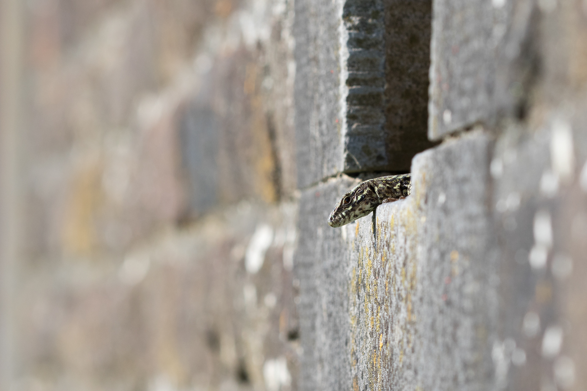 Muurhagedissen in Maastricht leven in de oude vestingwerken in de stad.
