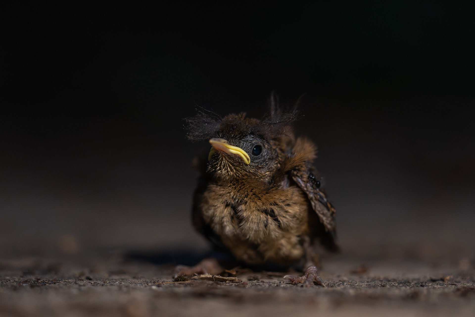 Dit jonge vogeltje was waarschijnlijk uit een nest gevallen en liep in een donkere laan op zoek naar zijn ouders.