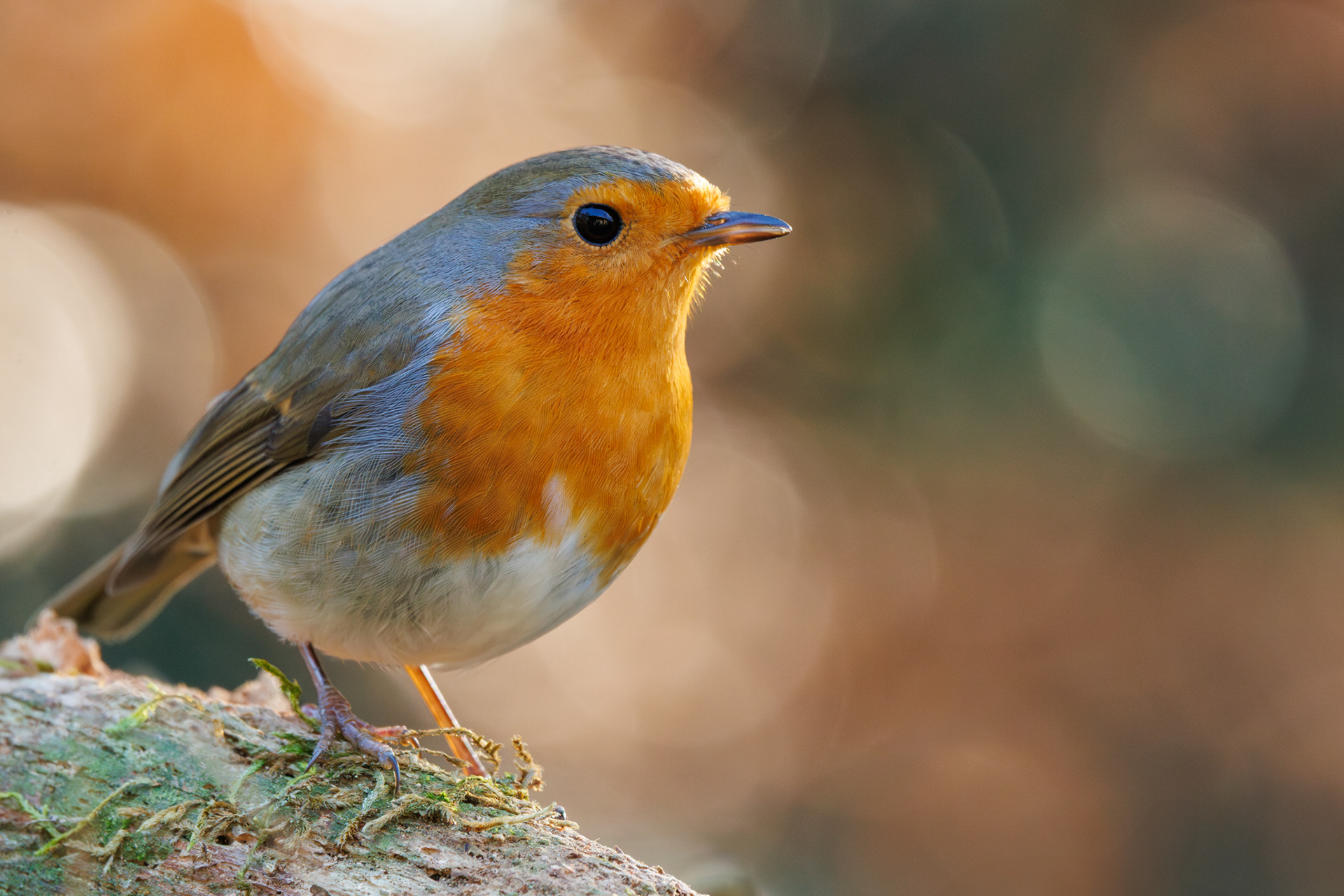 Roodborstjes zijn meestal niet al te schuw, maar ze zijn absoluut fotogeniek.