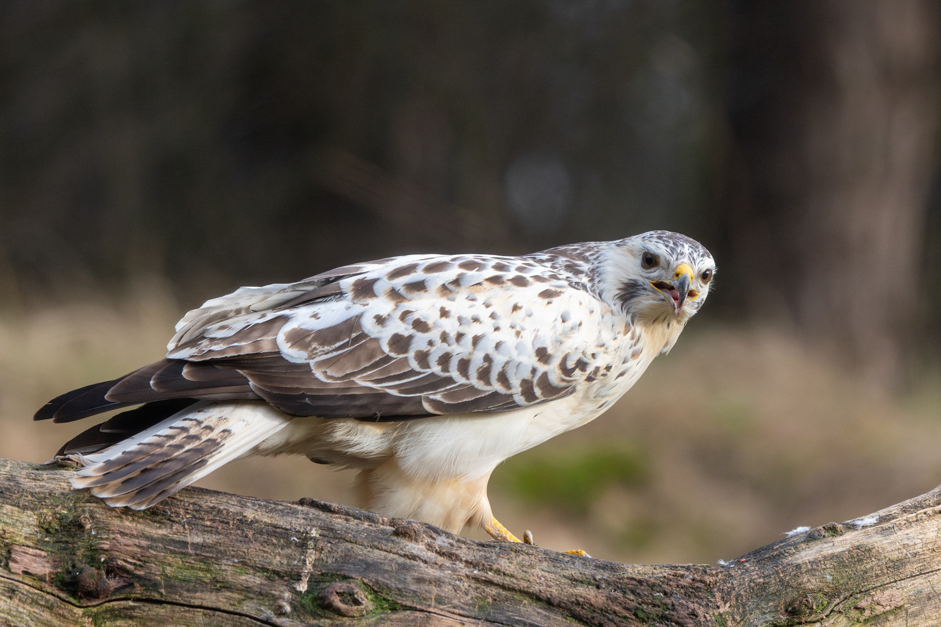Daar was hij dan! De buizerd kwam op de prooi af en liet zich schitterend vastleggen in het boslicht.