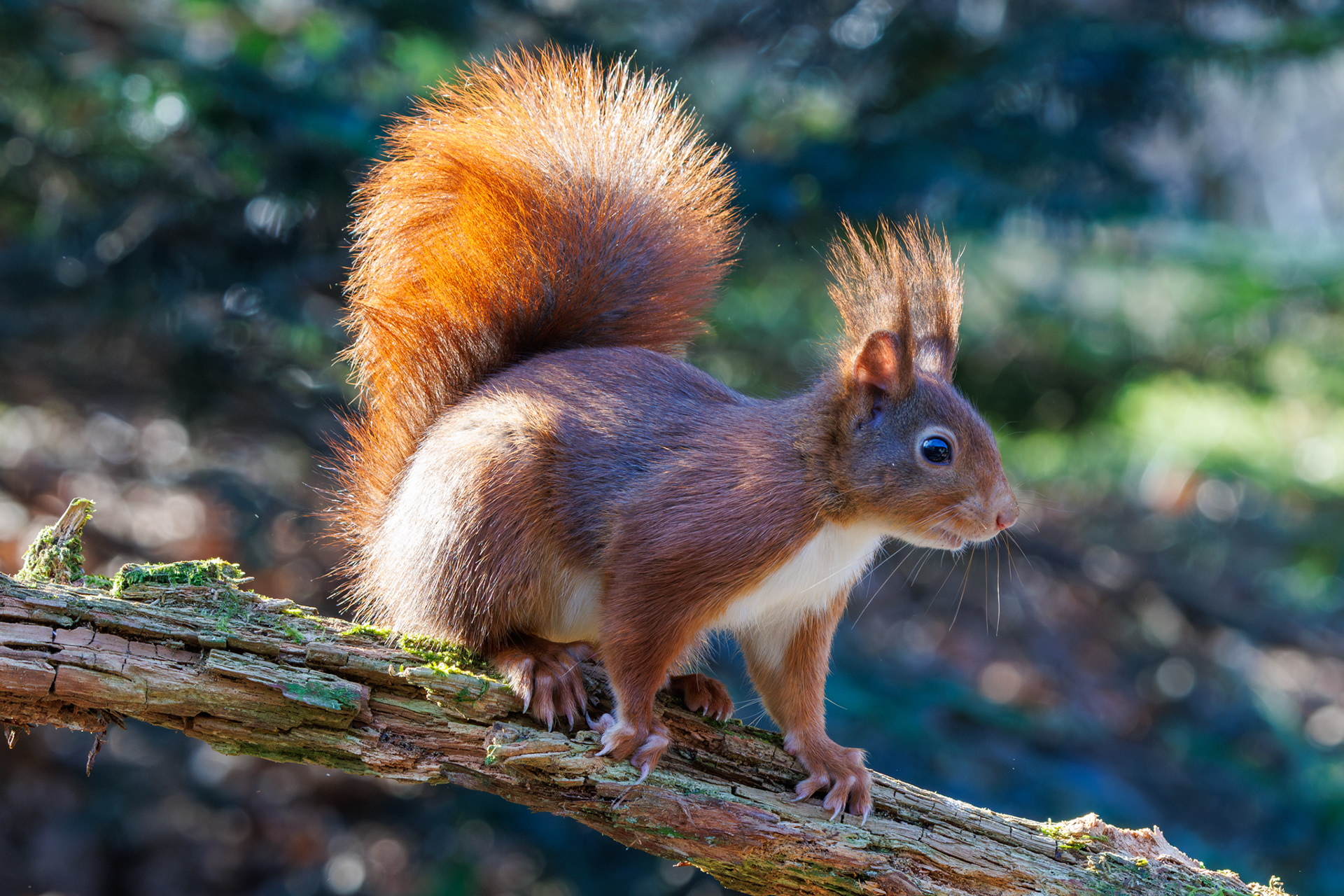 Rode eekhoorn met opgestoken pluimstaart en puntoren staat alert op een tak in het bos