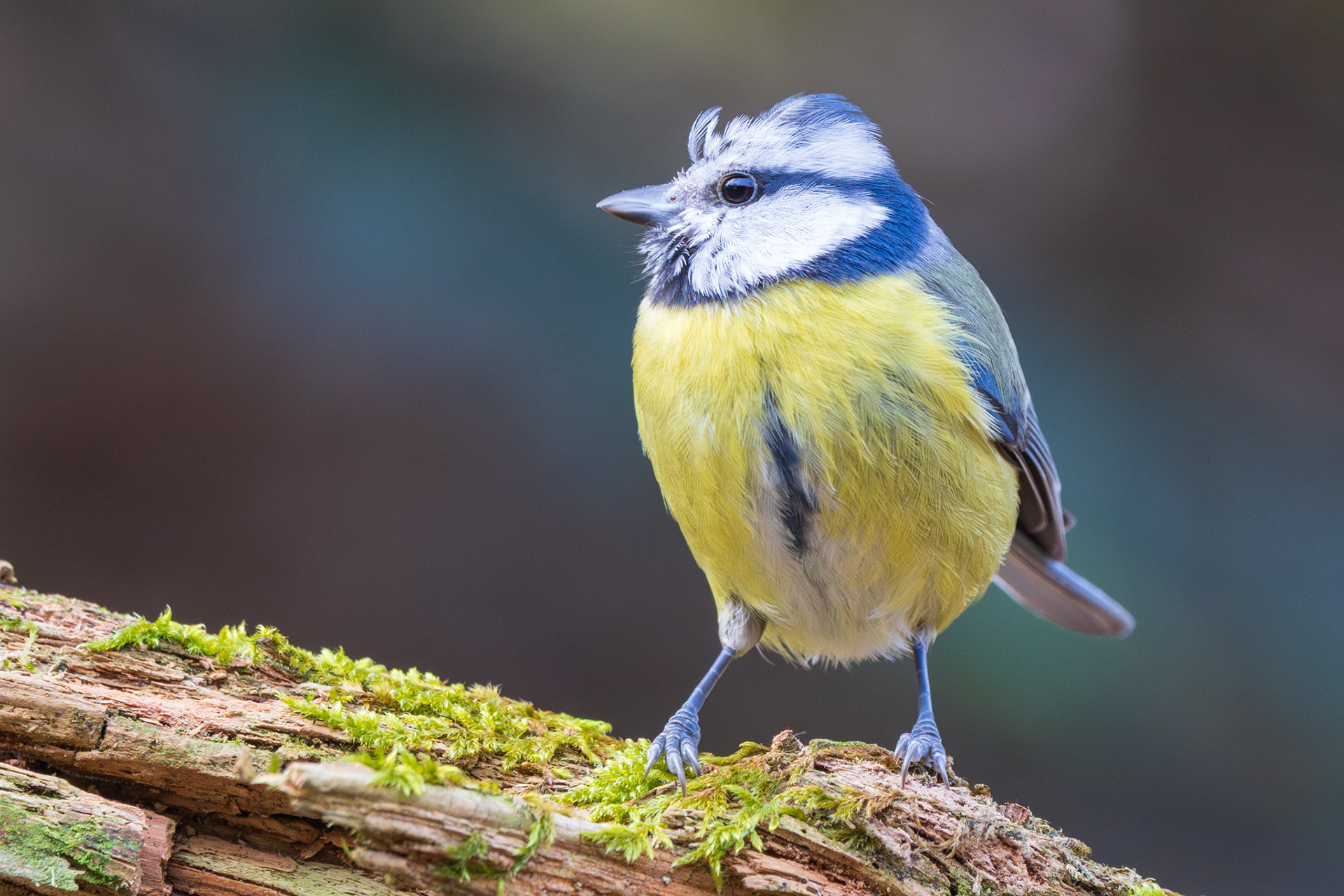Pimpelmees van opzij op een met mos bedekte boomstam, met opgewaaid veertje op het hoofd, donkere bosachtergrond