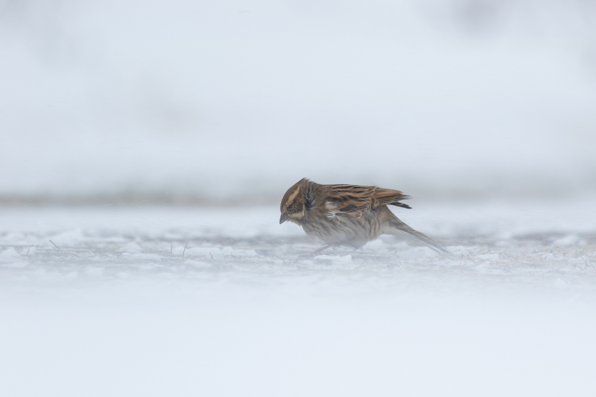 Een huismus trotseert de sneeuwstorm.