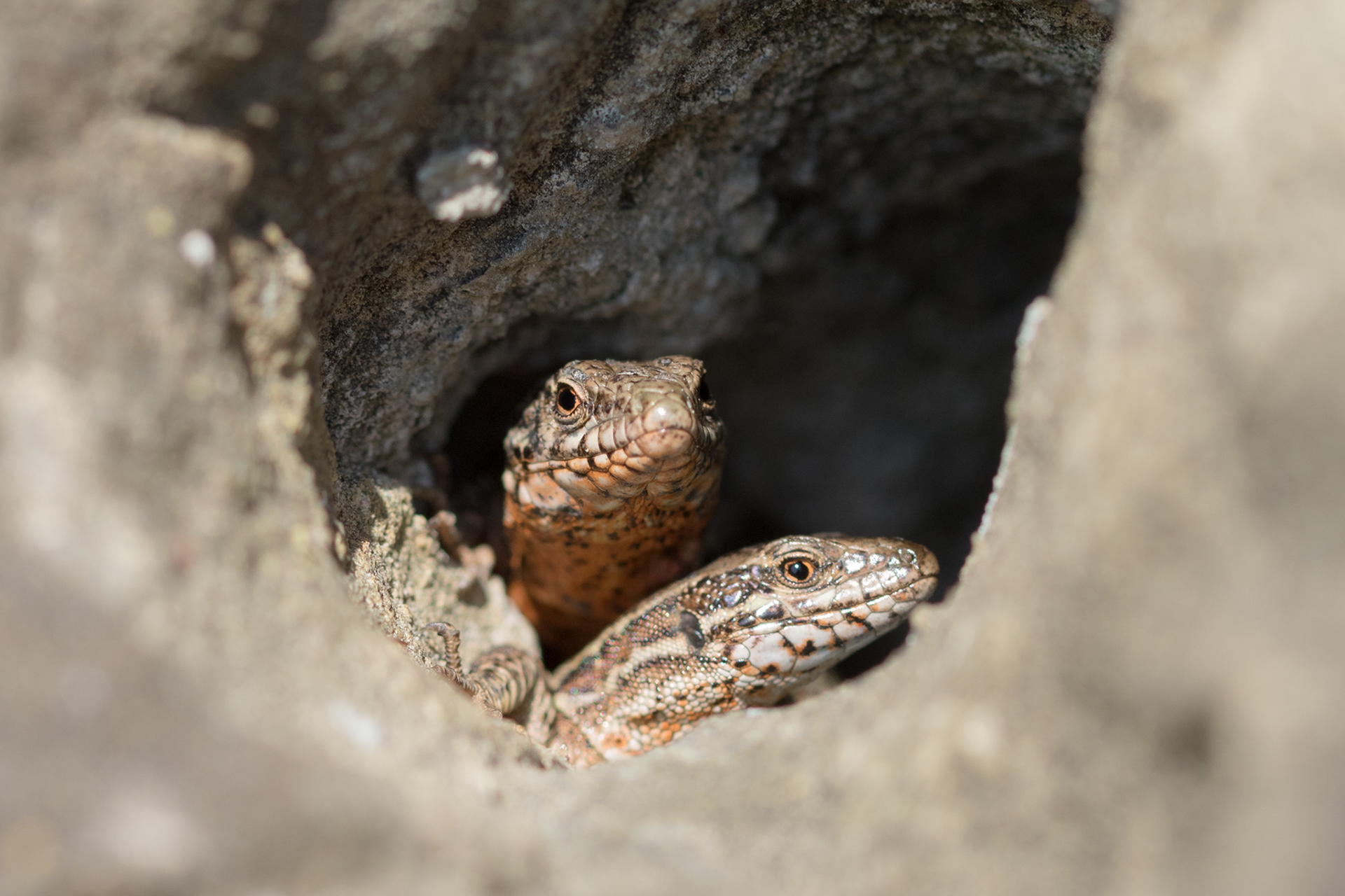 Muurhagedissen zitten vaak in kapotte voegen.