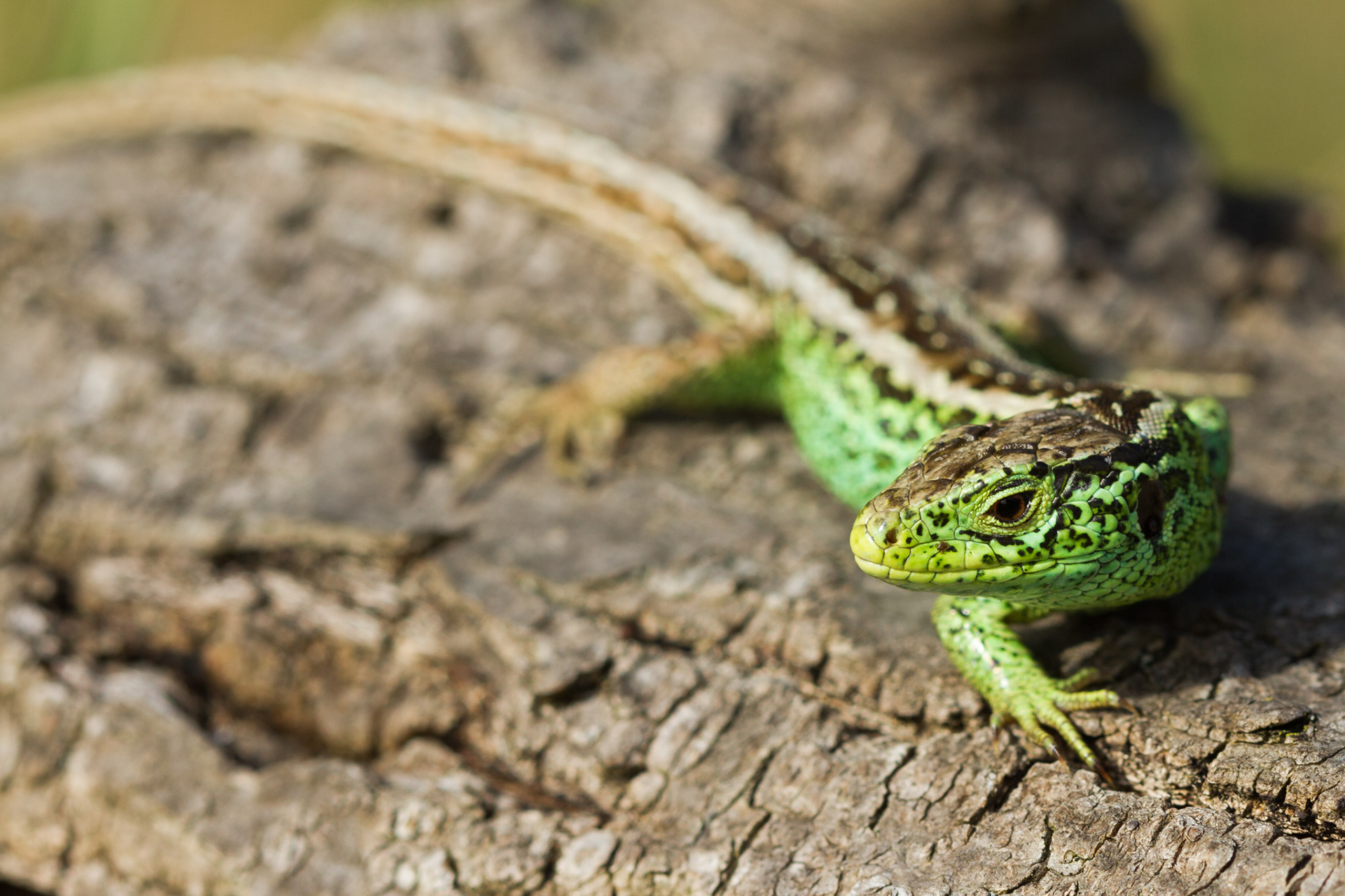 Hagedissen zoeken vaak de warmte op van dode boomstammen. Dit groene mannetje zat heerlijk in de zon.