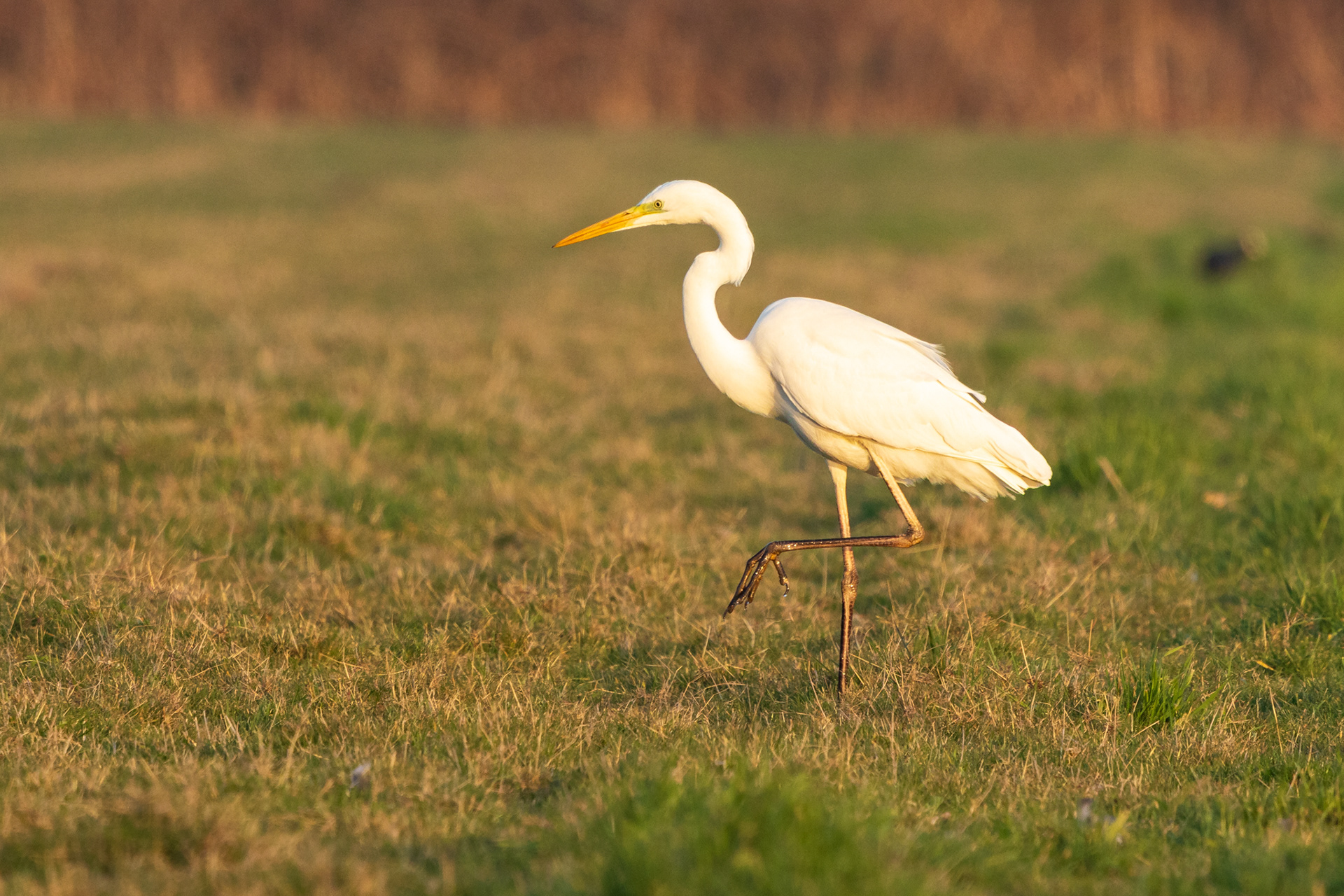 Witte reigers zijn lang niet meer zo zeldzaam in Nederland. Deze liep door een weiland aan de rand van Sint Pancras.