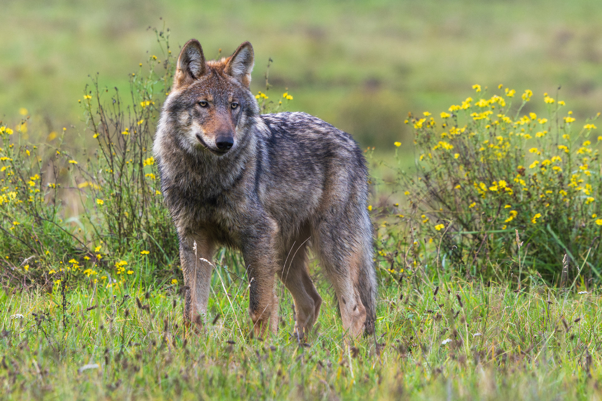 Wolf staat alert tussen geel bloeiende struiken en kijkt indringend naar de camera