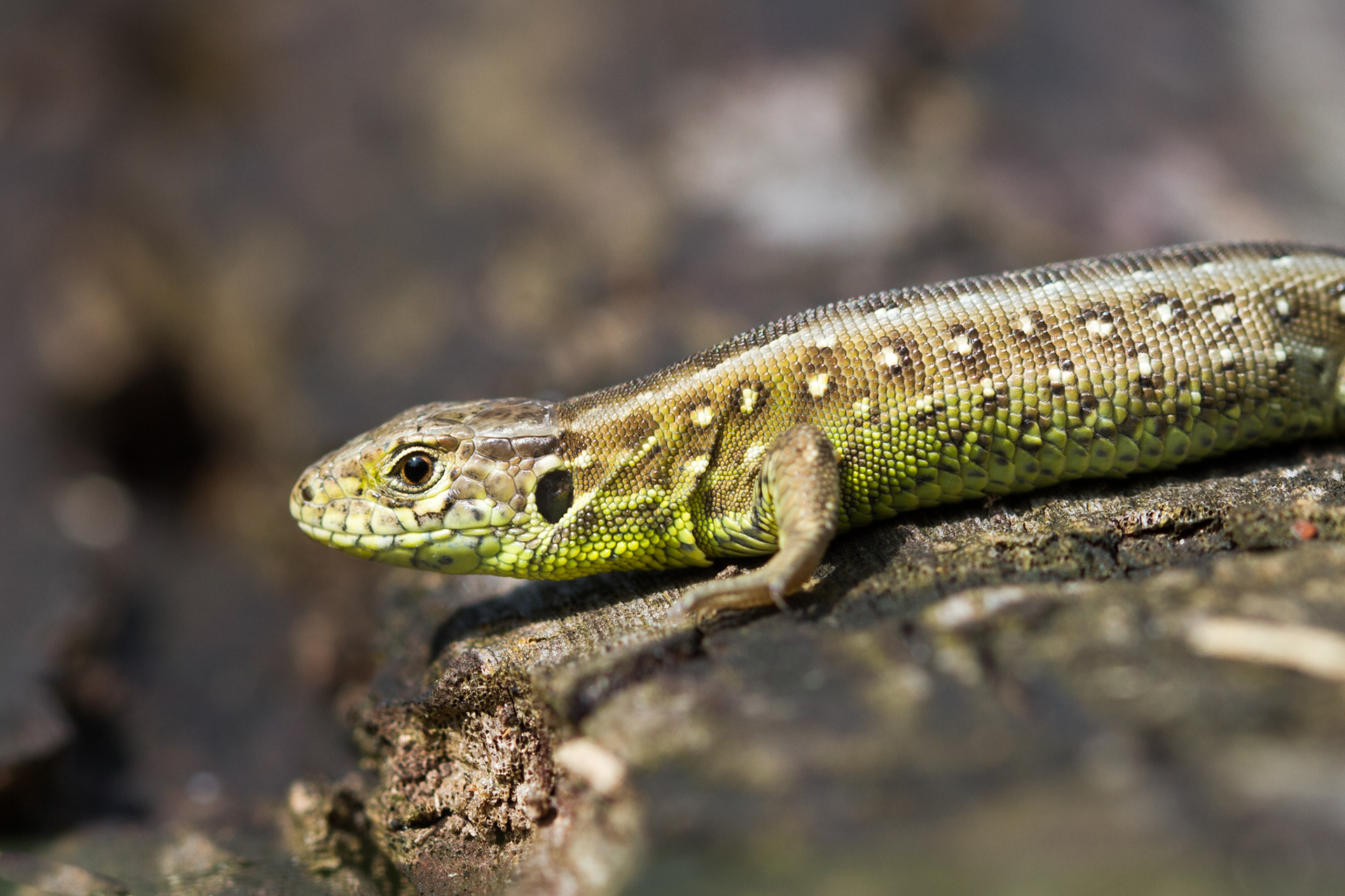 Deze jonge mannelijke zandhagedis heeft een groene buik. Tijdens de paartijd kleuren de mannelijke zandhagedissen helemaal groen.