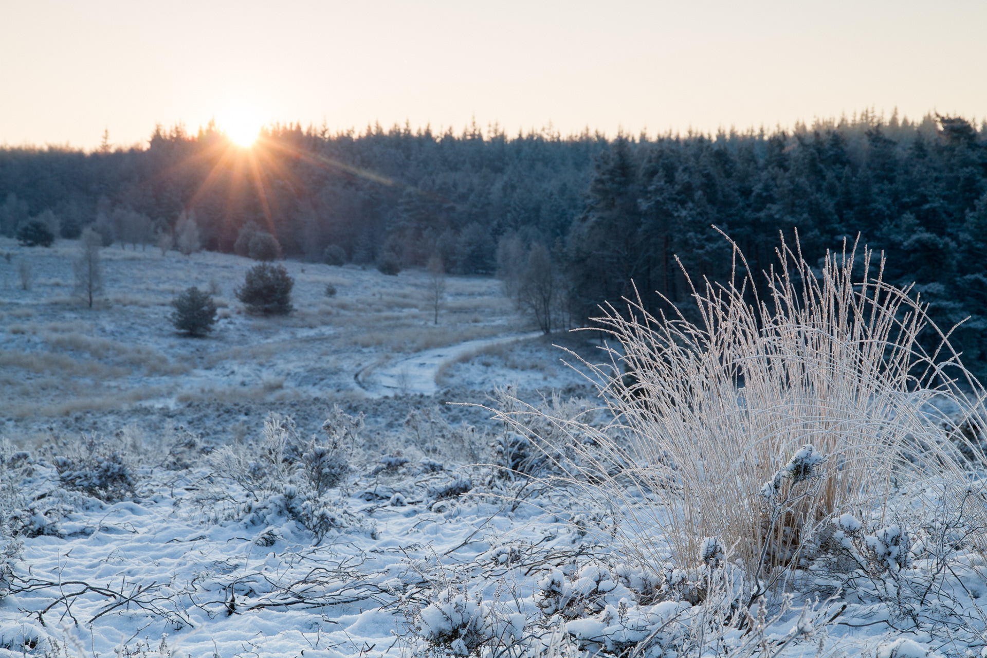 Zonsopkomst op de heide bij Hoenderloo bij -20 graden.