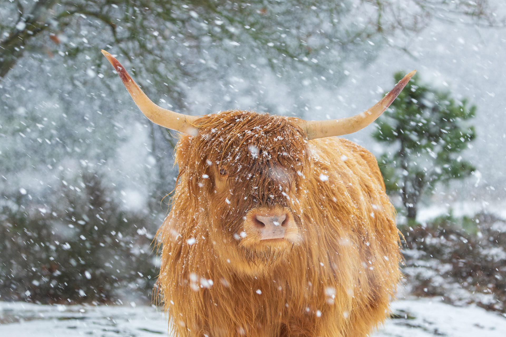 Runderen zijn al indrukwkkend, maar met grote sneeuwvlokken in hun vacht nog meer.
